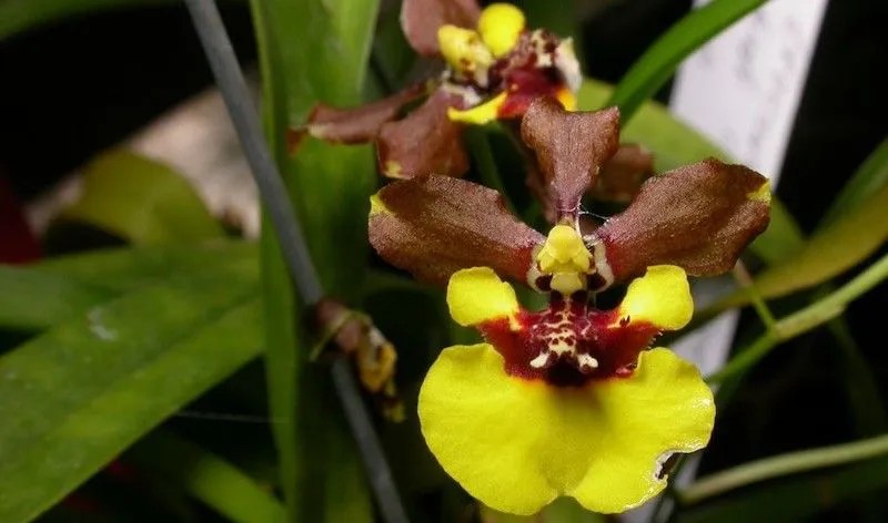 Come Curare Le Orchidee Tutti I Segreti Giardango