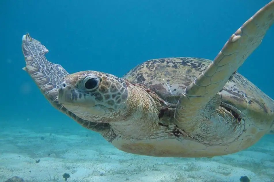 Helping Sea Turtle Conservation Efforts In Malaysia And Costa Rica