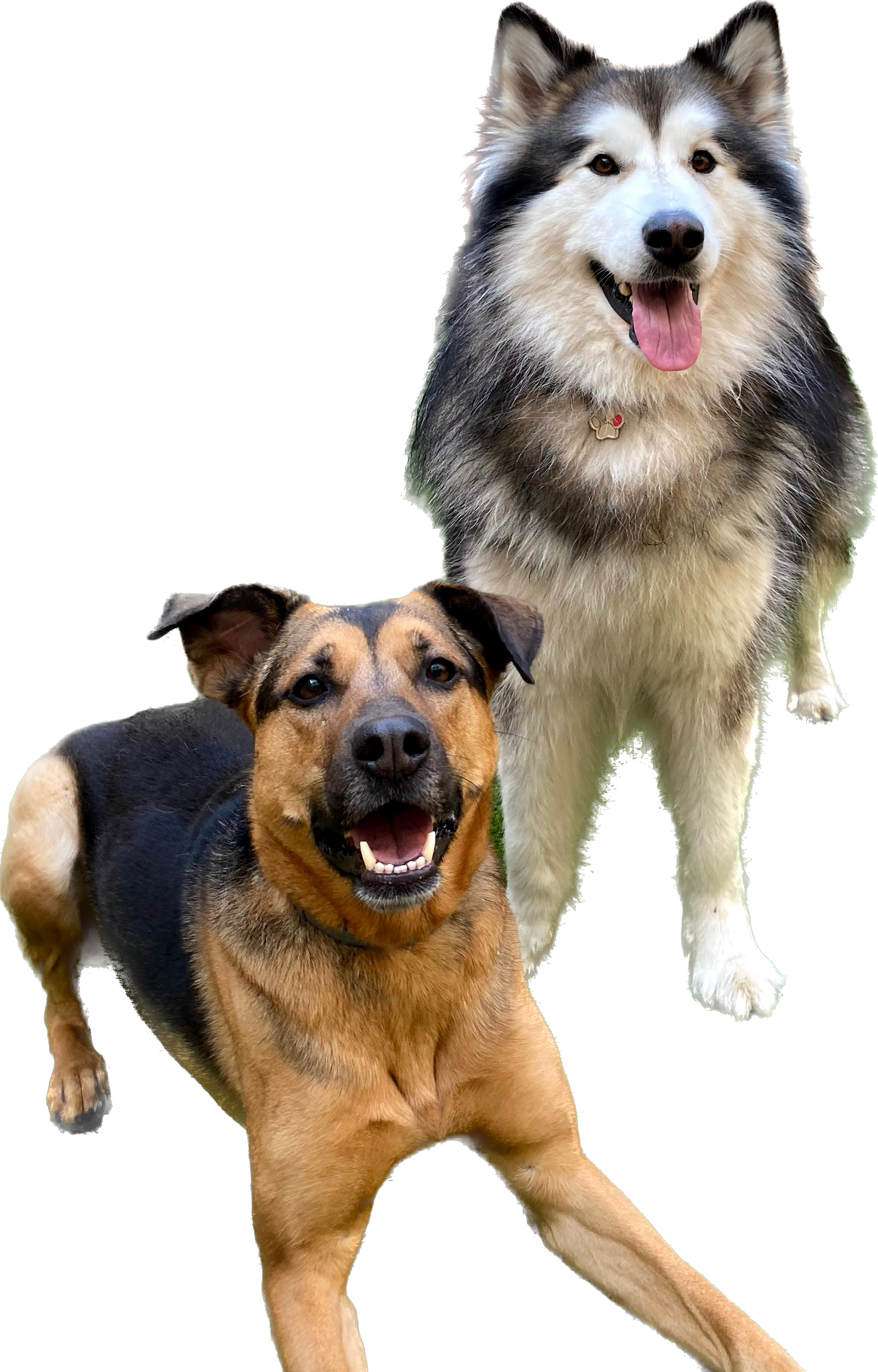 peluquería canina arya kyra