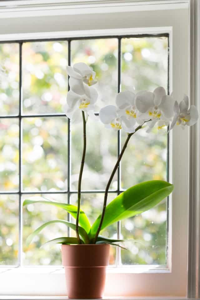 Come Rinvasare L Orchidea Senza Fare Disastri Guida Giardino