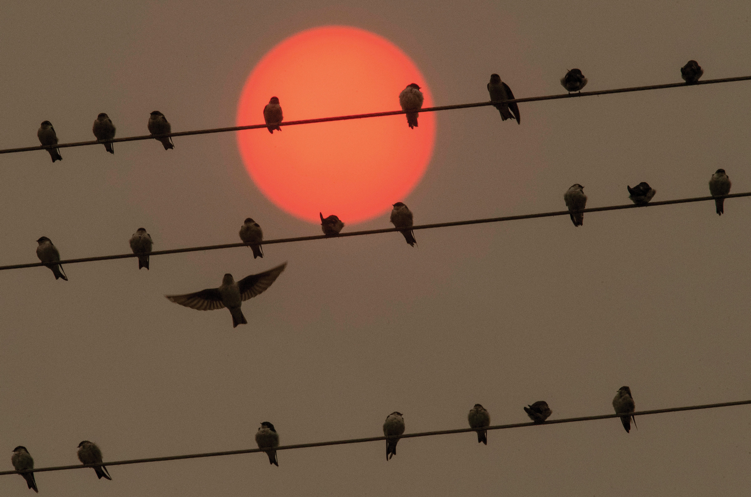 What happens to birds when it’s smoky outside?