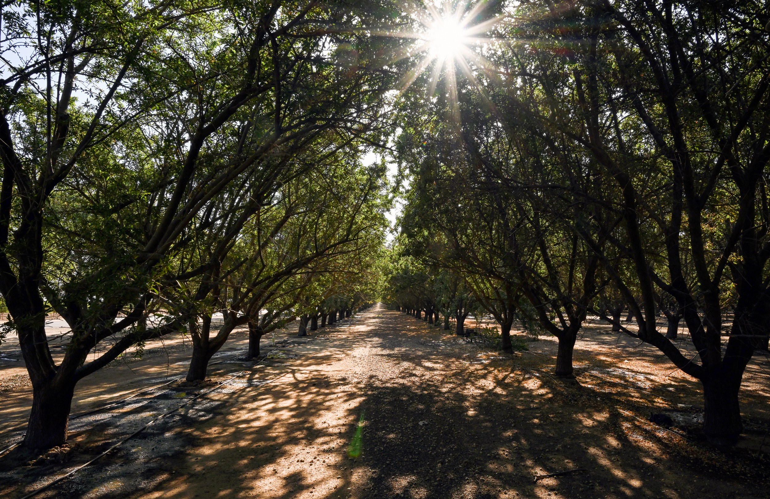 A woman's body was discovered by an employee in an almond orchard near Delano, California on July 15, 1980.  The woman was referred to as Kern County Jane Doe until 2020, when she was identified by a family member as Shirley Soosay.