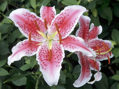 Most Toxic Plants For Cats Lilies And More