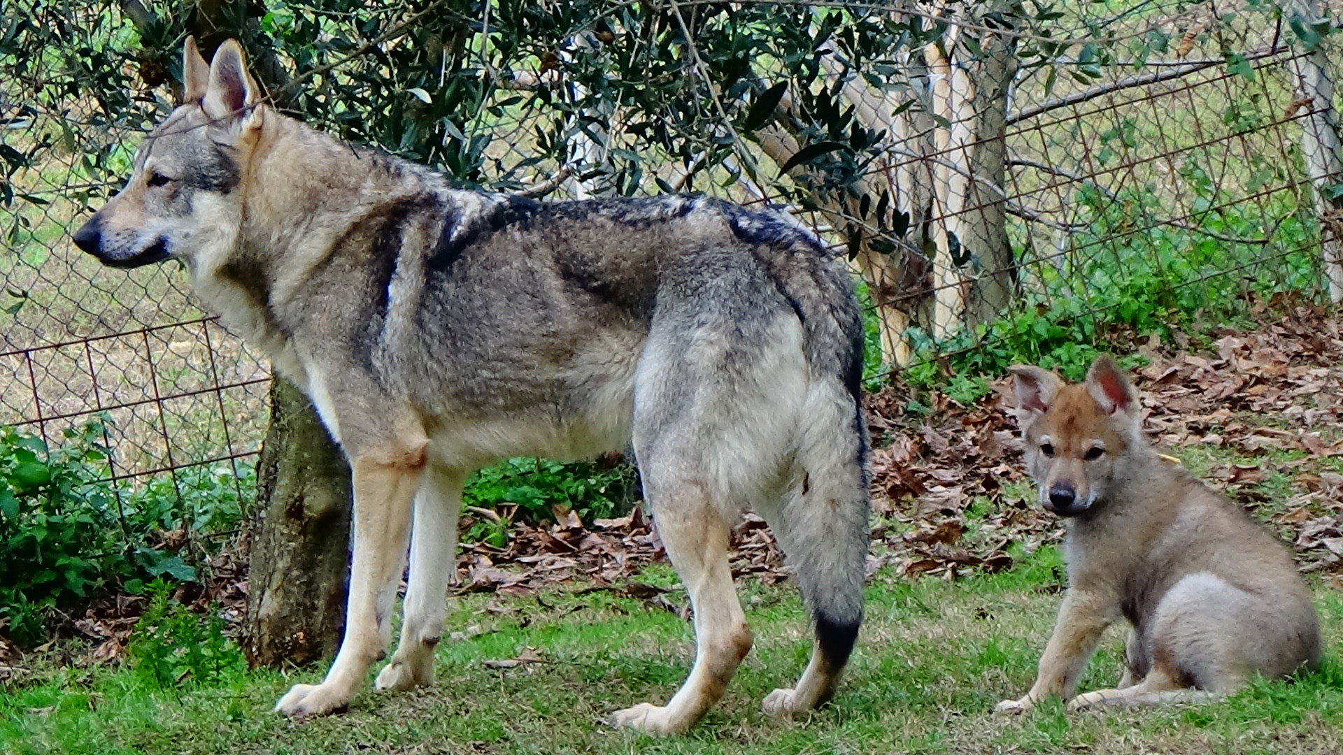 Cane Lupo Cecoslovacco Istinto 1 Parte Il Cane Lupo Cecoslovacco