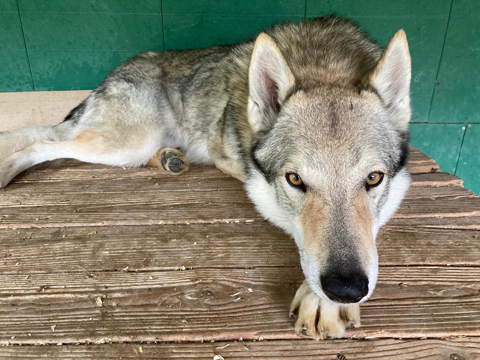 Cane Lupo Cecoslovacco Come Comunica 2 Parte
