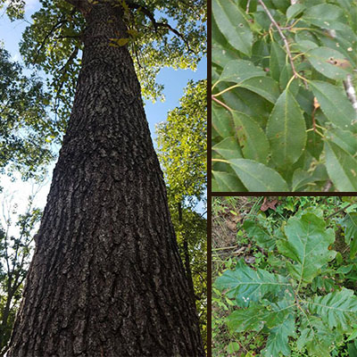 Red Oak How To Identify A Red Oak Tree In Indiana
