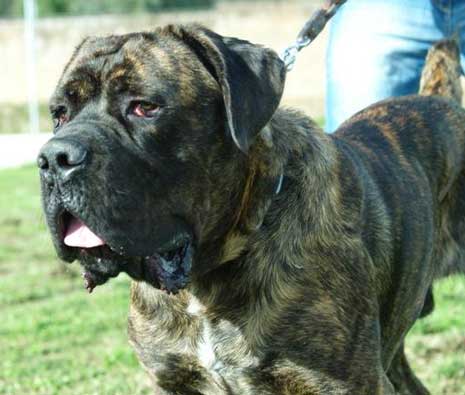 Entrano Per Rubare Il Cane Li Sbrana