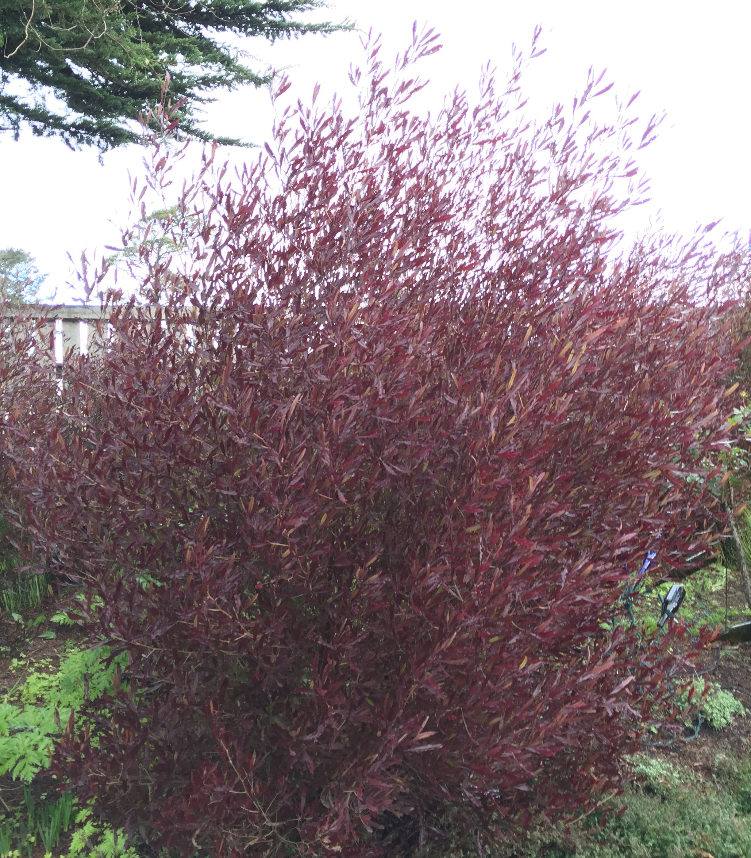 Screening Plants Gardening Tips For The Santa Cruz Mountains
