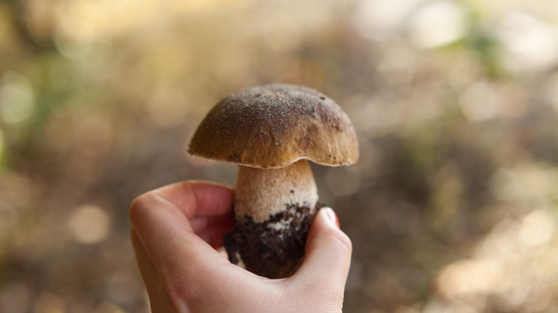 Comment Reconnaitre Un Cepe Sans Se Tromper