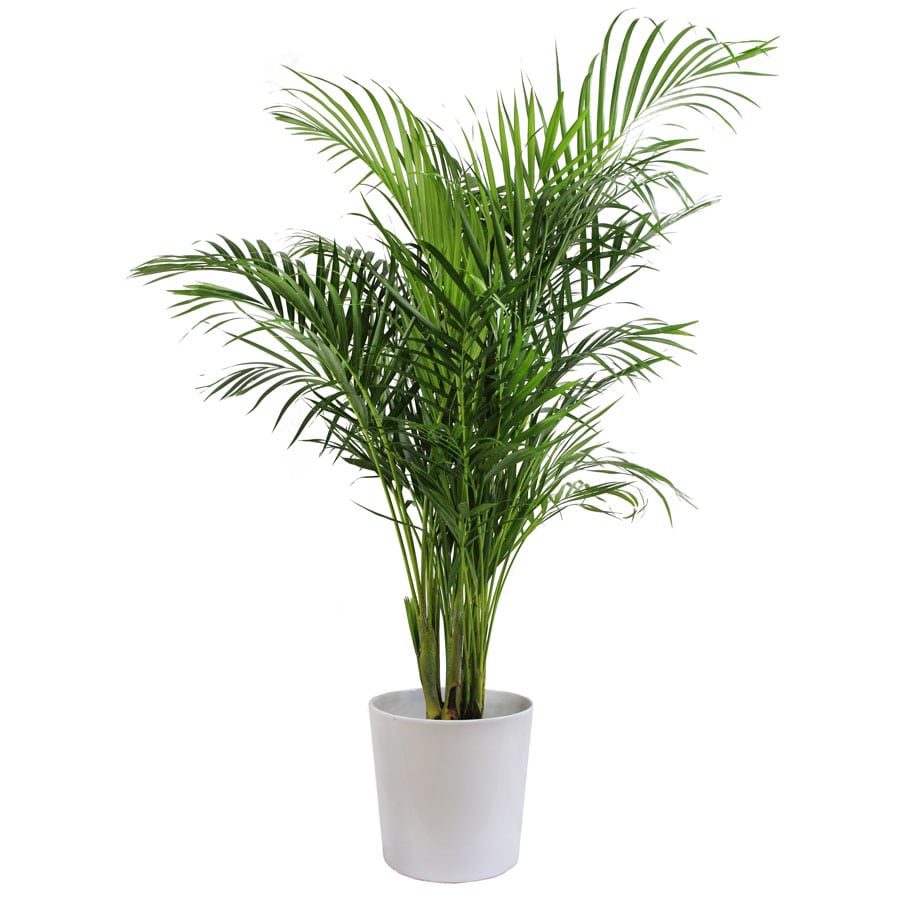 10 Non Toxic Houseplants That Won T Kill Your Pretty Kitty Jessica Brigham