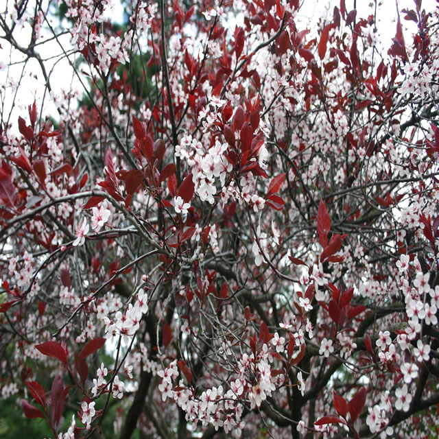 Dwarf Red Leaf Sand Cherry Lavocat S Family Greenhouse Nursery