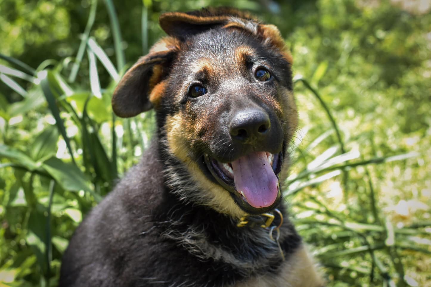 Positive Dog Training In Jacksonville Nc Level Up Dog Training