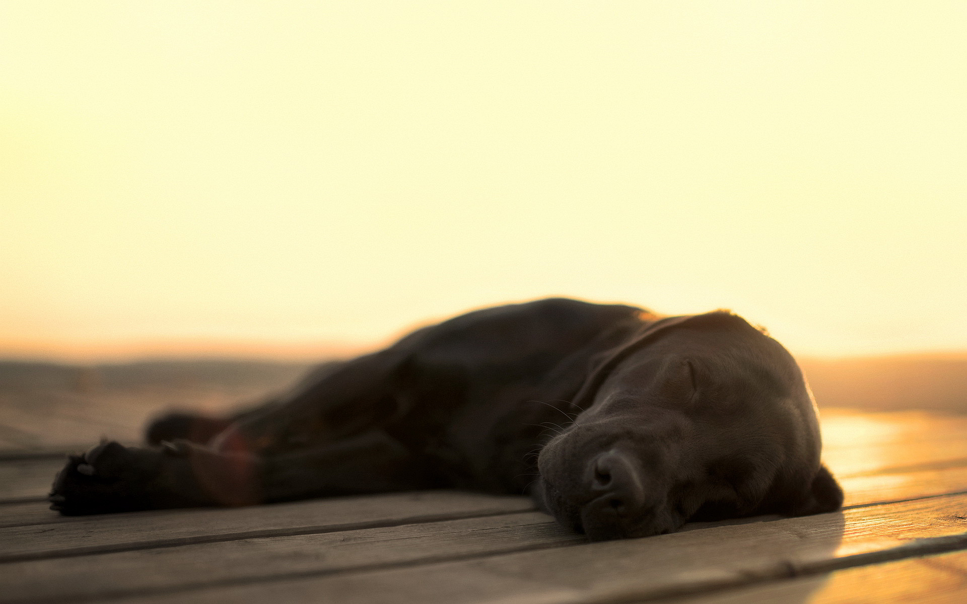 Why Dogs Snore And Why It May Be Easier To Curb Than You Think