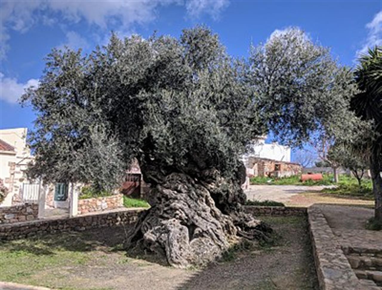 L Ulivo Piu Vecchio Del Mondo Si Trova A Creta Ha 4000 Anni E Produce Ancora Olive Linkiesta It