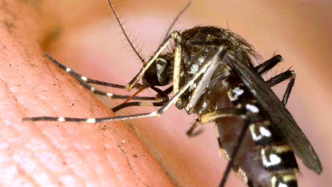 West Nile Virus Positive Mosquitoes Confirmed In Los Angeles County Cerritos Community News