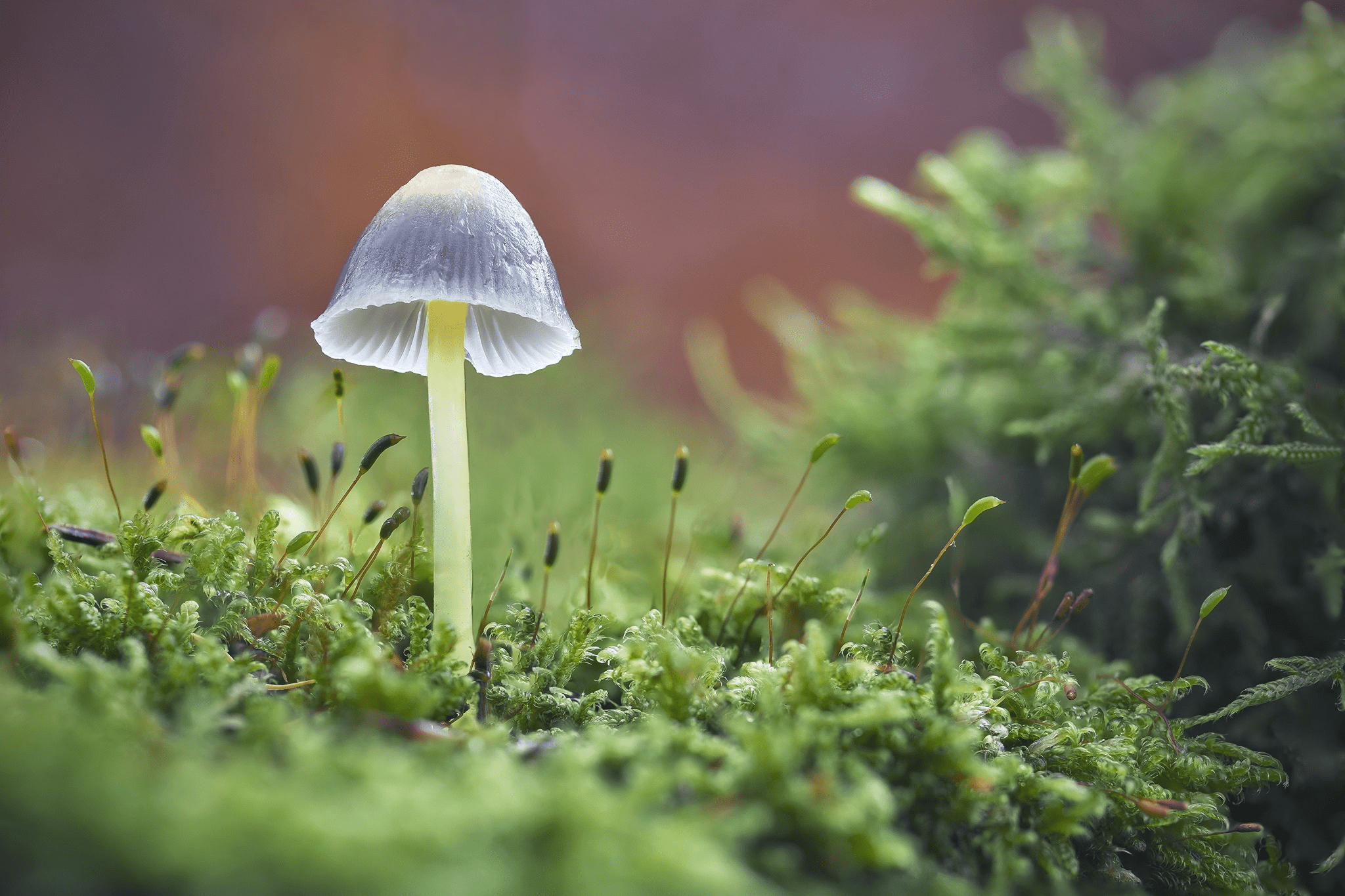 Silo Wellness Offers Free Psilocybin Retreat For Covid 19 Frontline Workers Lucid News