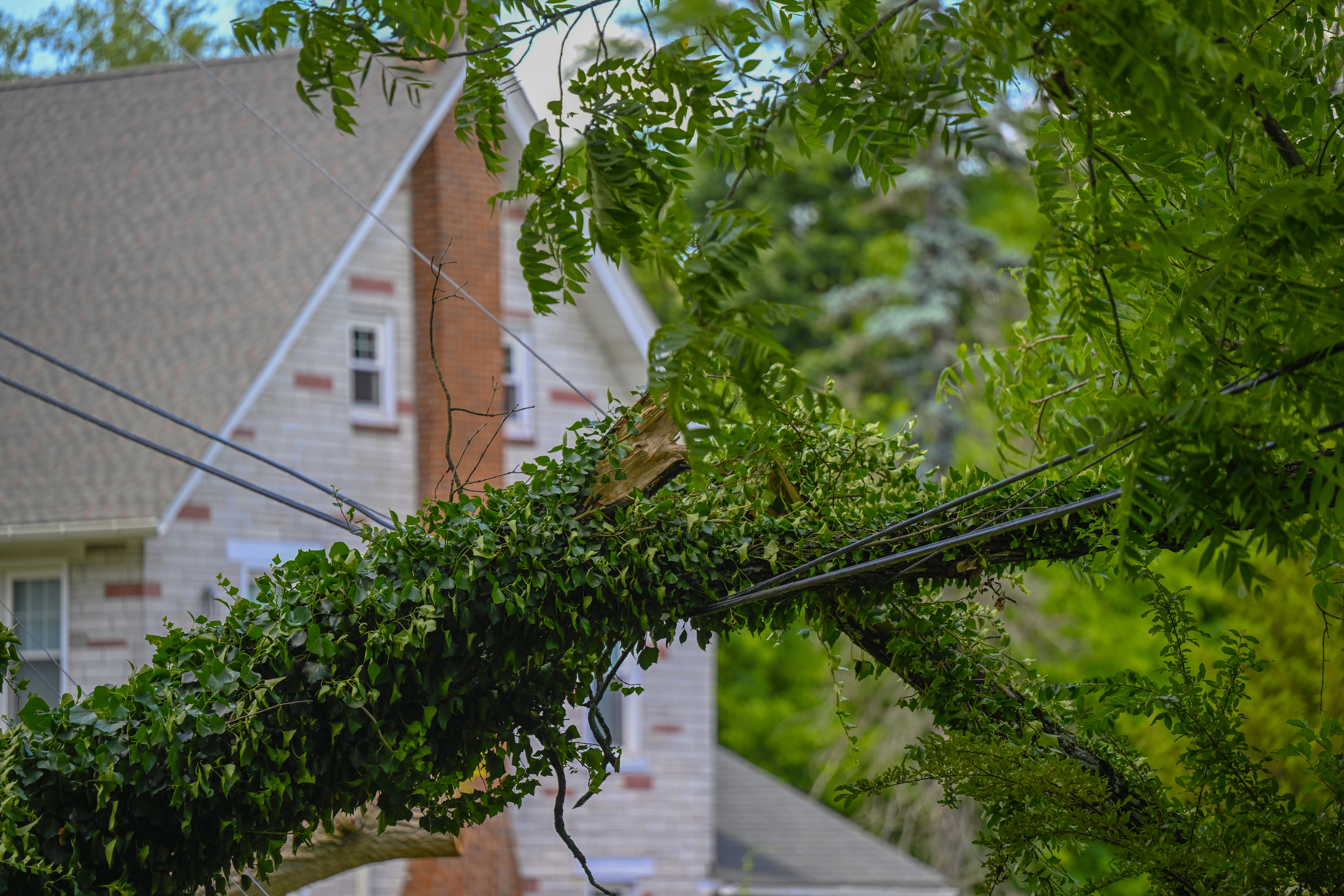 A tree weighs down on powerlines and blocks Hafler Road, Thursday, June 27, 2024, in Lower Saucon Township after a severe a thunderstorm with nearly 60 mph wind gusts ripped through the Lehigh Valley the night before. (Monica Cabrera/Special to The Morning Call)