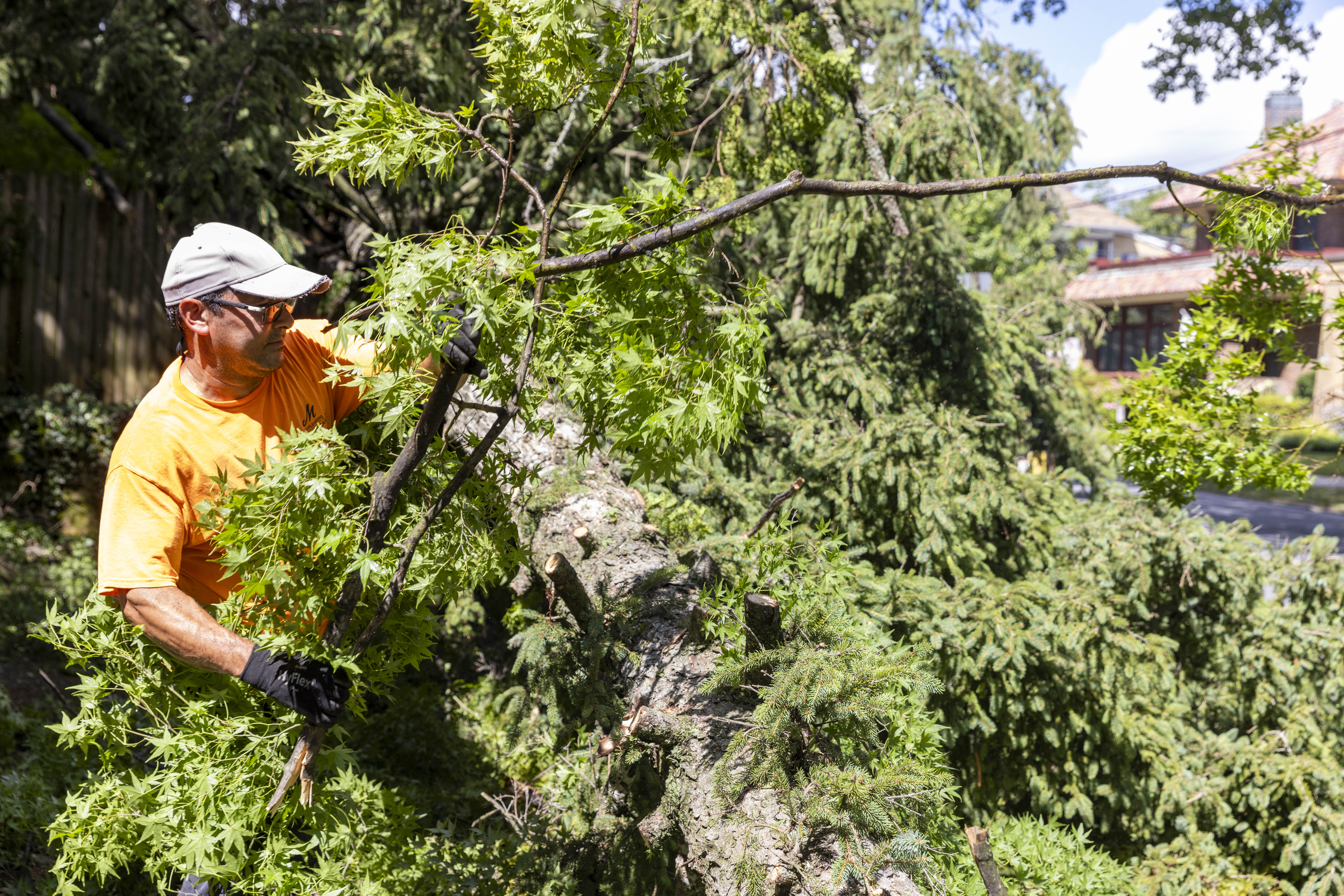 Alfredo Burgos, an employee at Muhlenberg College's Plant Operations, moves tree branches Thursday, June 27, 2024, in Allentown after a severe thunderstorm with nearly 60 mph wind gusts ripped through the Lehigh Valley the night before. (Emma Reed/The Morning Call)