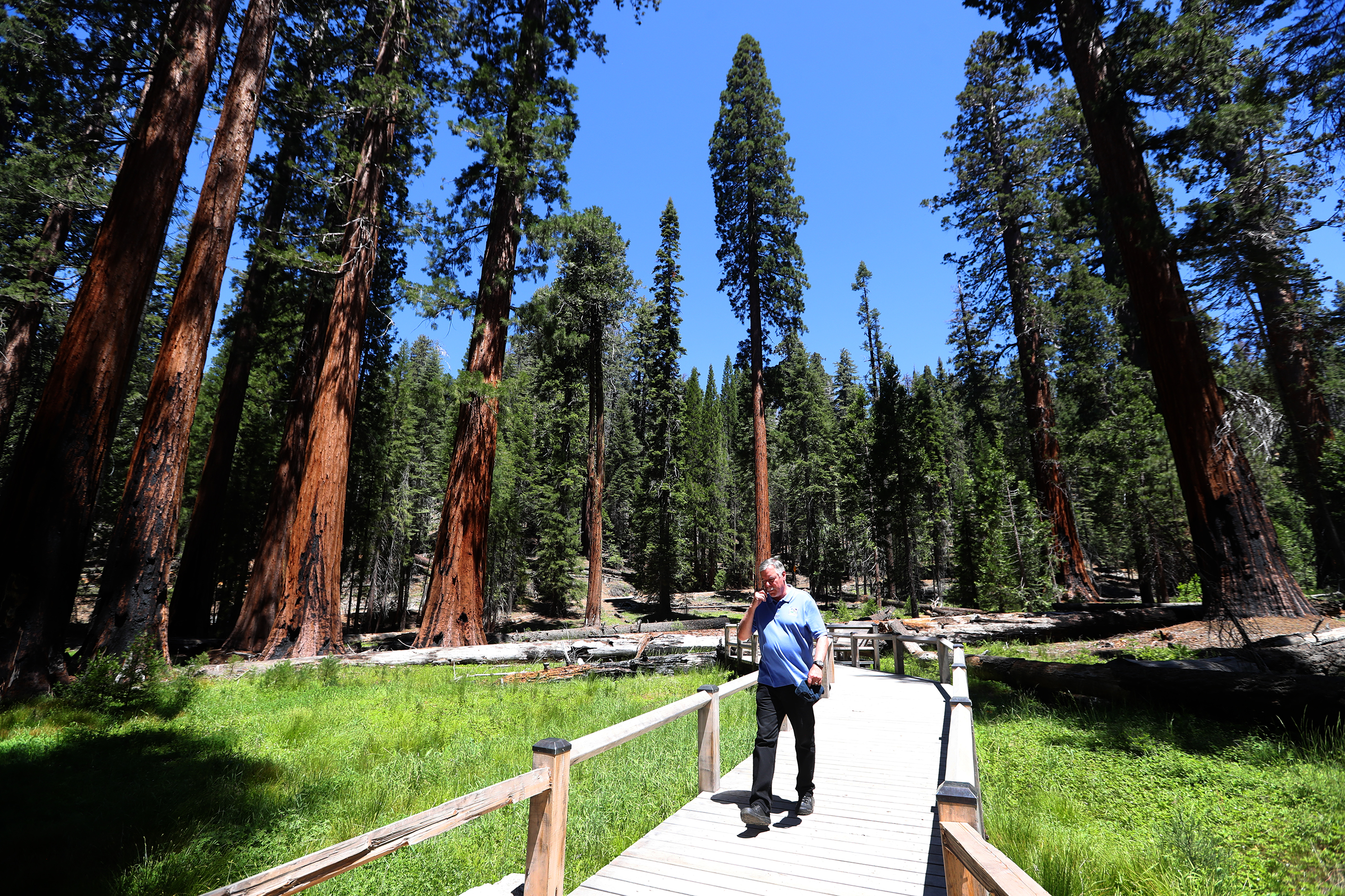 Yosemite Conservancy President Frank Dean walks on a new boardwalk trail in the Mariposa Grove of Giant Sequoias on Tuesday, June 12, 2018 in Yosemite National Park, Calif. The grove has been closed for three years while a $40 million restoration project has been completed. (Aric Crabb/Bay Area News Group)