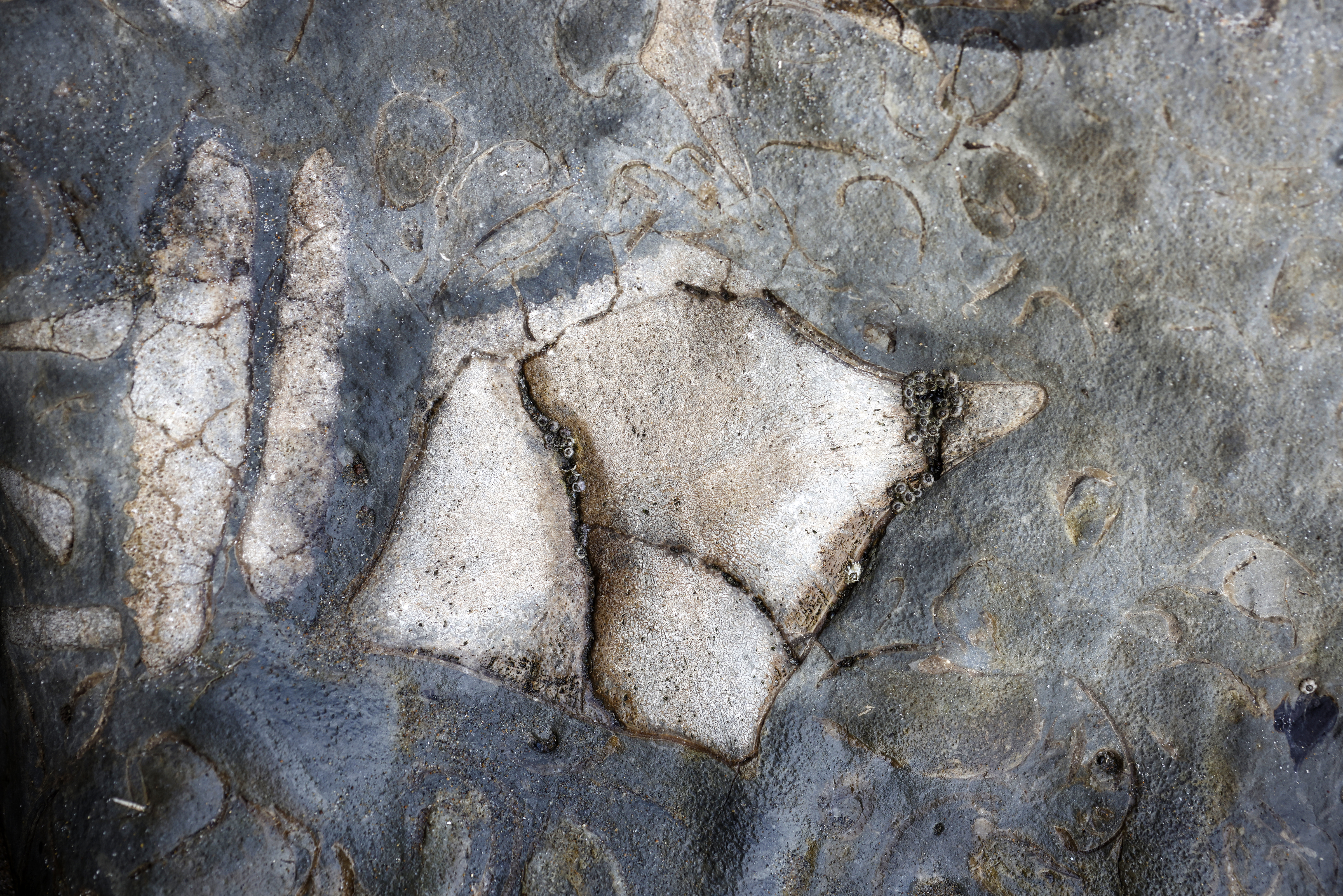 Where To Hike And Find Fossils In The California Bay Area