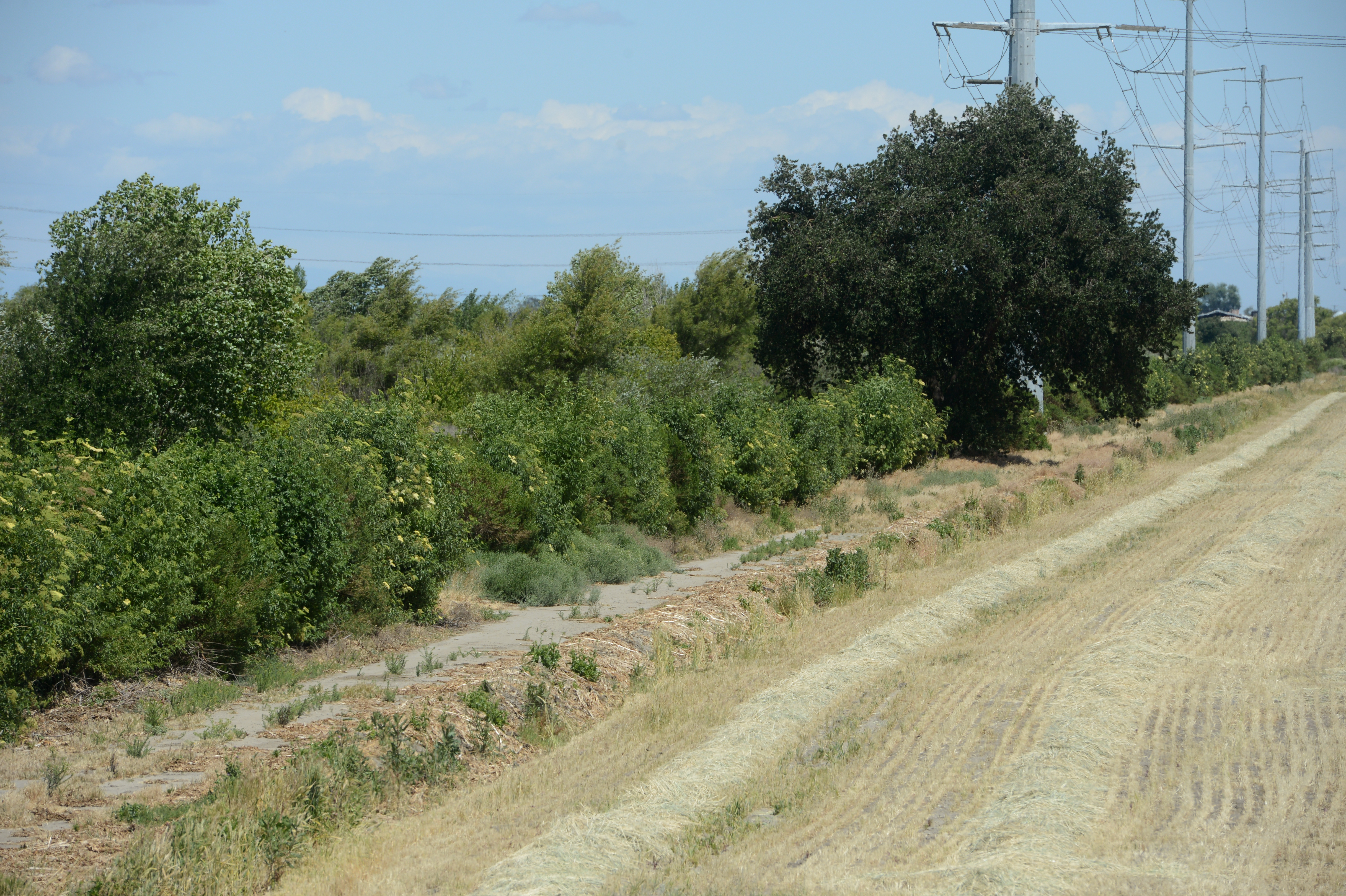 Land that has been replanted with native plants, left, is seen next to farmland at Dos Rios Ranch.