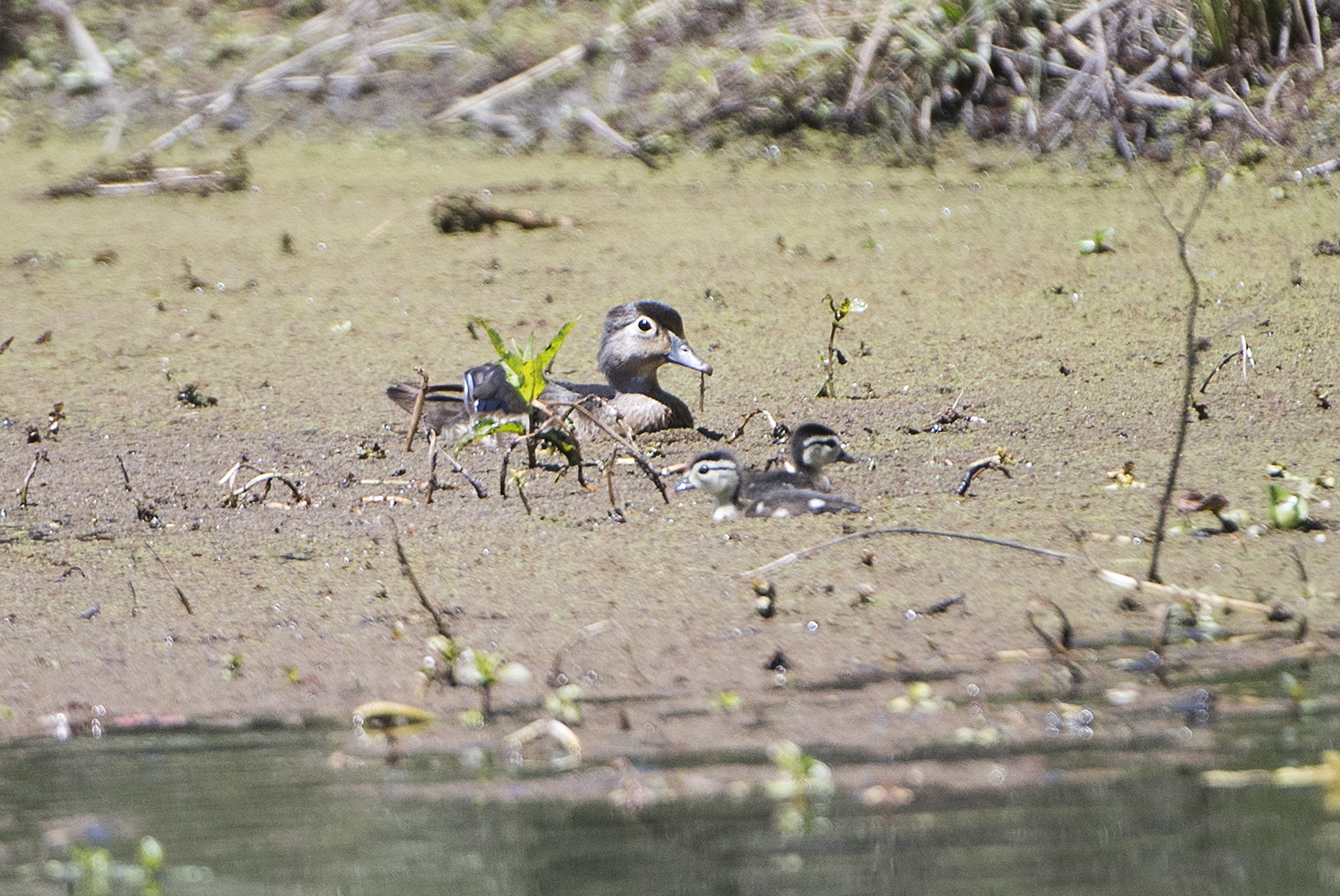 Ducks are photographed at Dos Rios Ranch