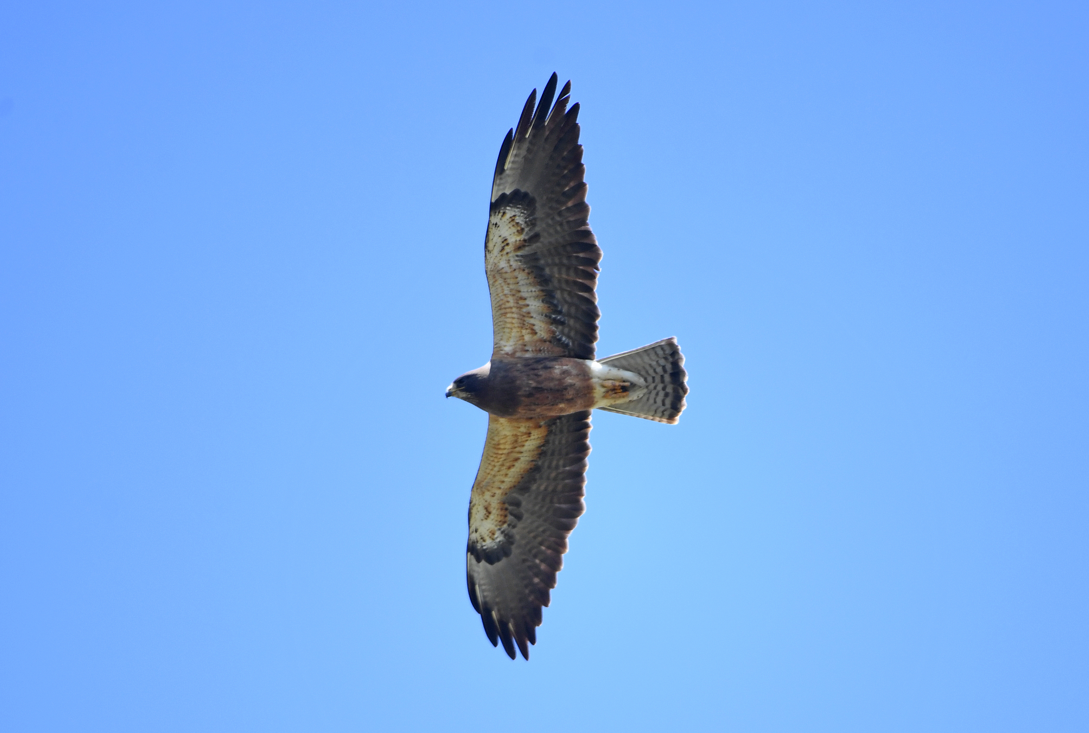 A red-tailed hawk soars over Dos Rios Ranch