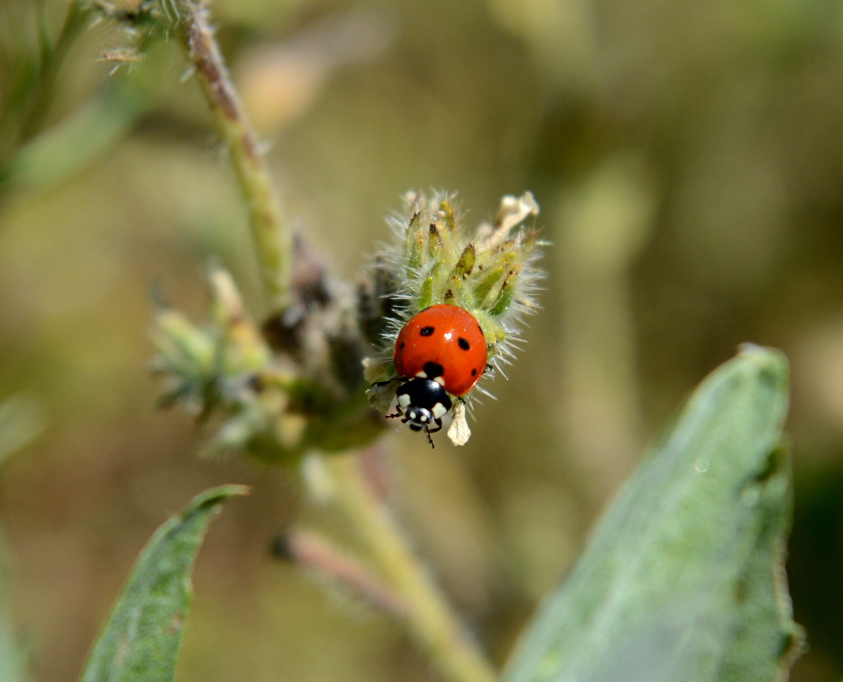 A ladybug is photographed on a plant at Dos Rios Ranch.