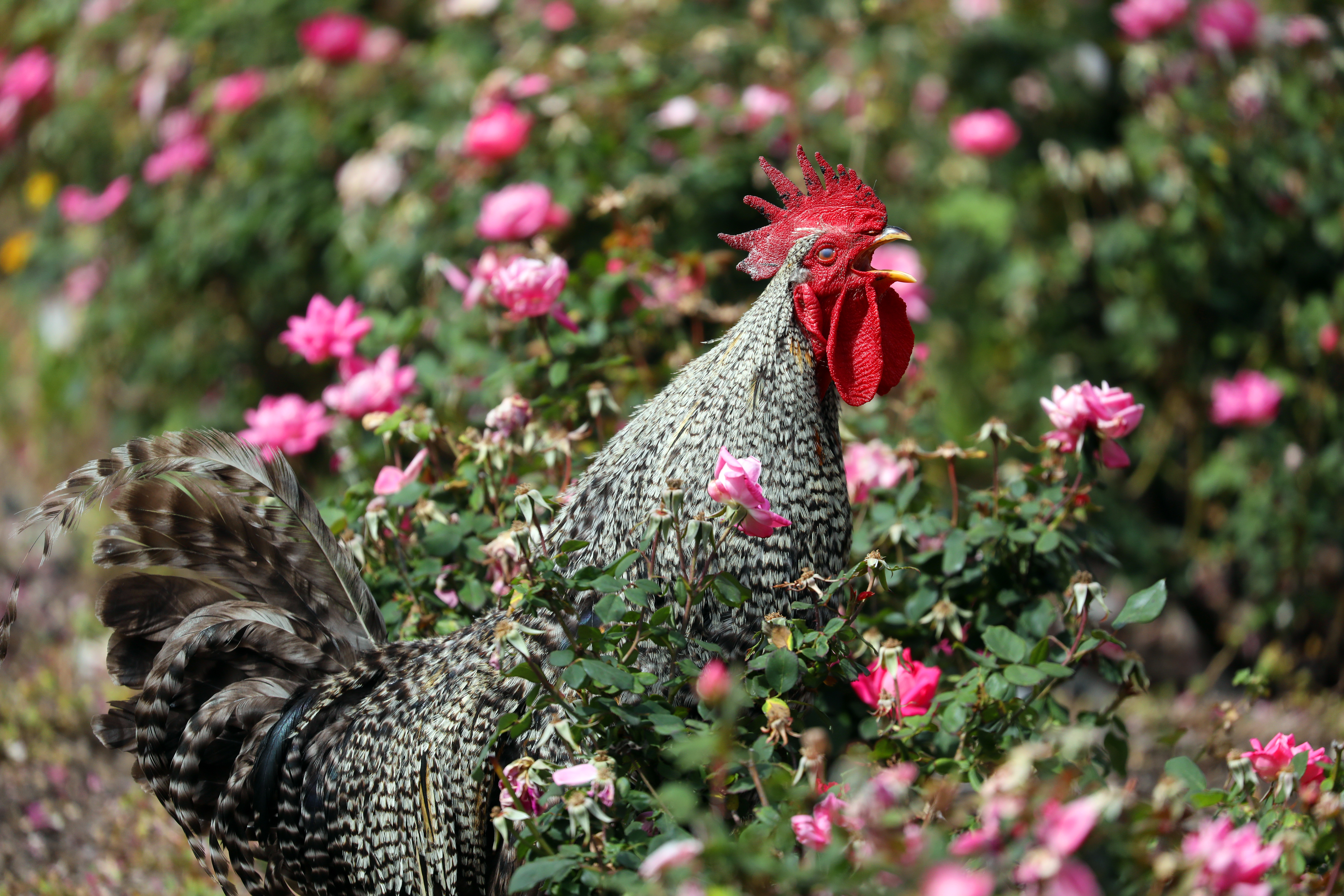 A rooster strolls through the rose garden at Emma Prusch Farm Park
