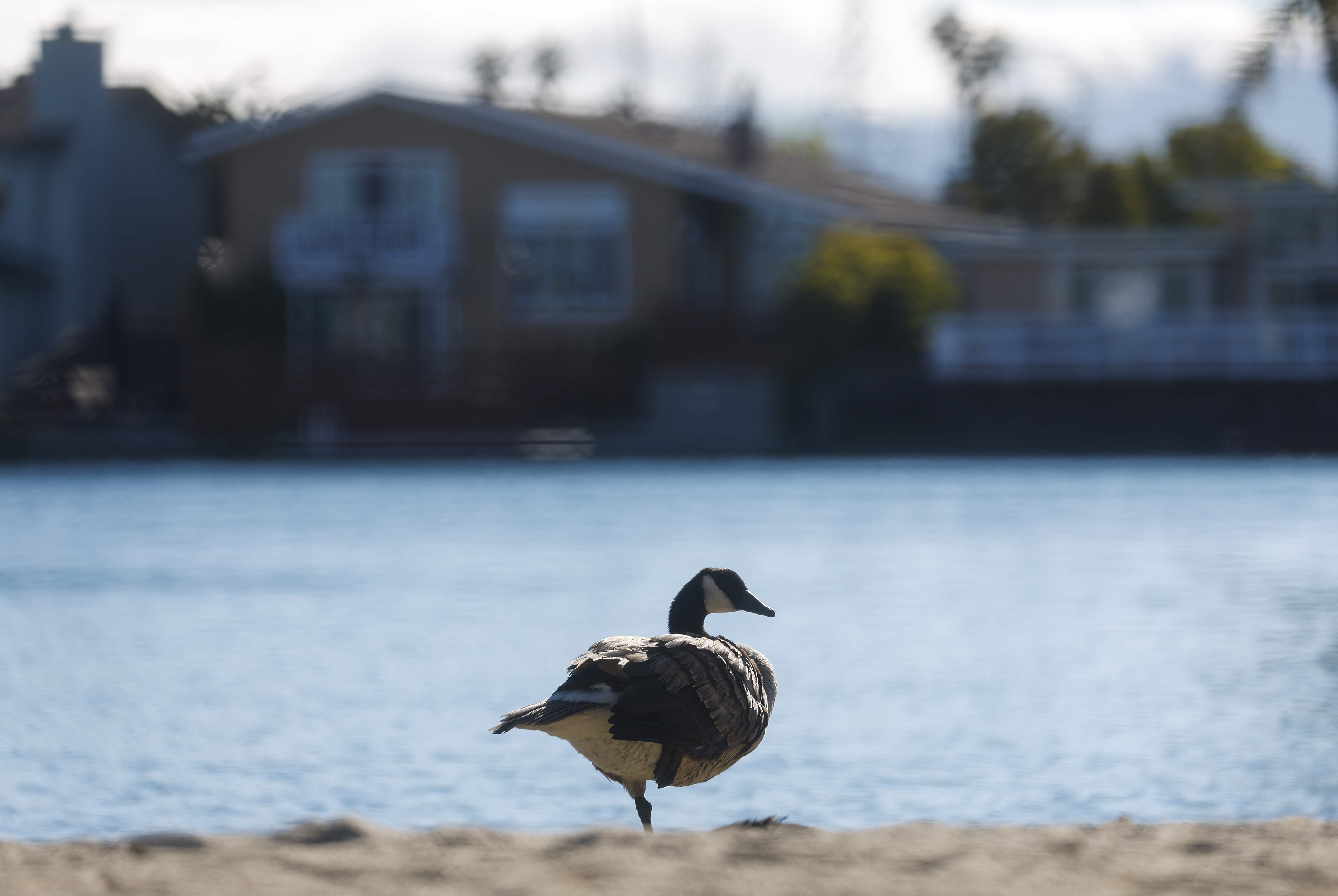 FOSTER CITY, CALIFORNIA - JULY 25: A goose stands near the water next to Marin Park in Foster City, Calif., on Monday, July 25, 2022. (Nhat V. Meyer/Bay Area News Group)