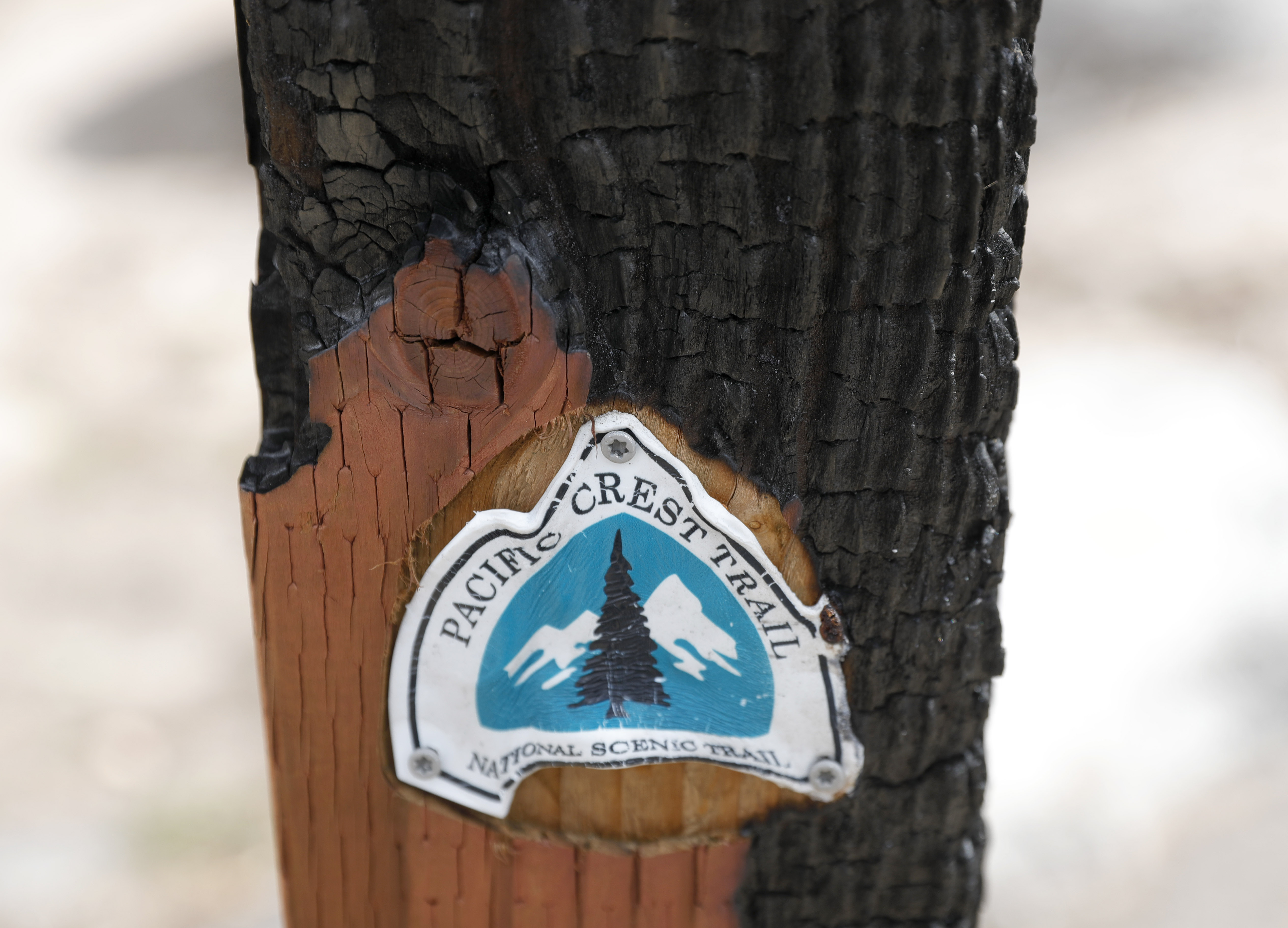 A burned trail marker is seen along the Pacific Crest Trail and Tahoe Rim Trail near Echo Summit in Eldorado County, Calif., on Tuesday, August 9, 2022. The area is recovering from the 2021 Caldor Fire. (Jane Tyska/Bay Area News Group)
