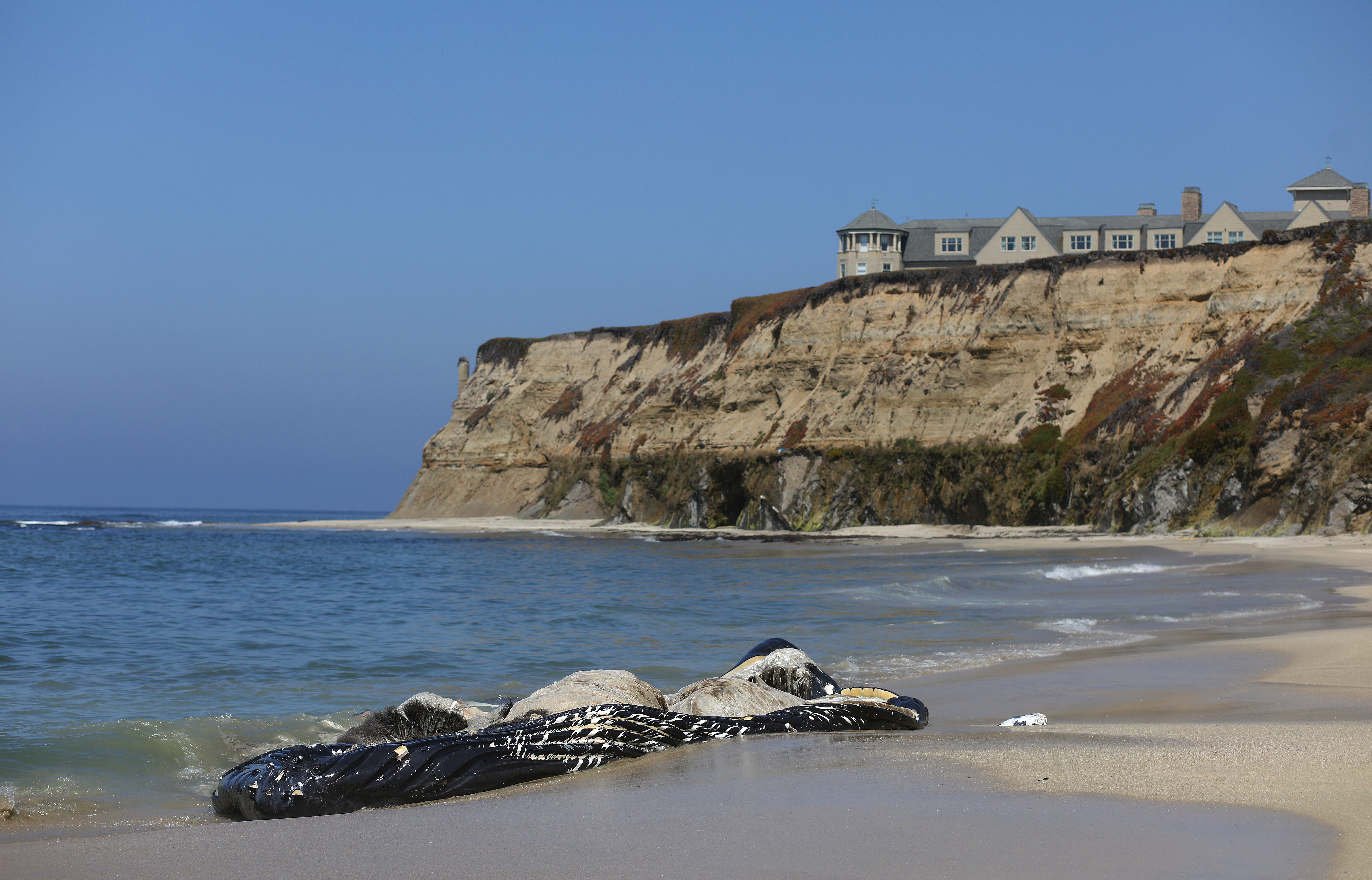 The carcass of Fran, an oft-seen humpback whale, lies along Manhattan Beach on Tuesday, Aug. 30, 2022, in Half Moon Bay, Calif.