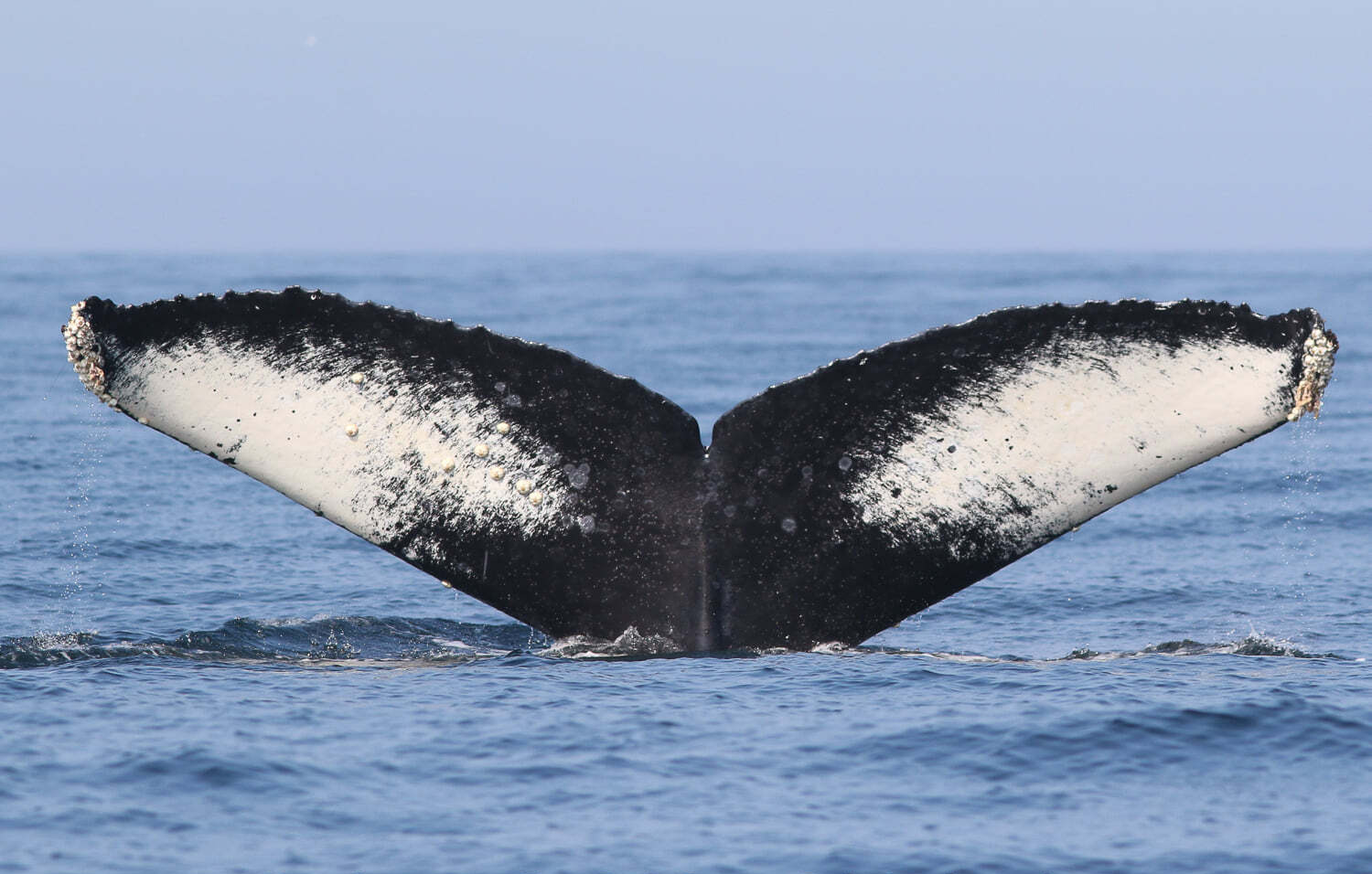 The humpback whale Fran shows her flukes in Monterey Bay in 2017.