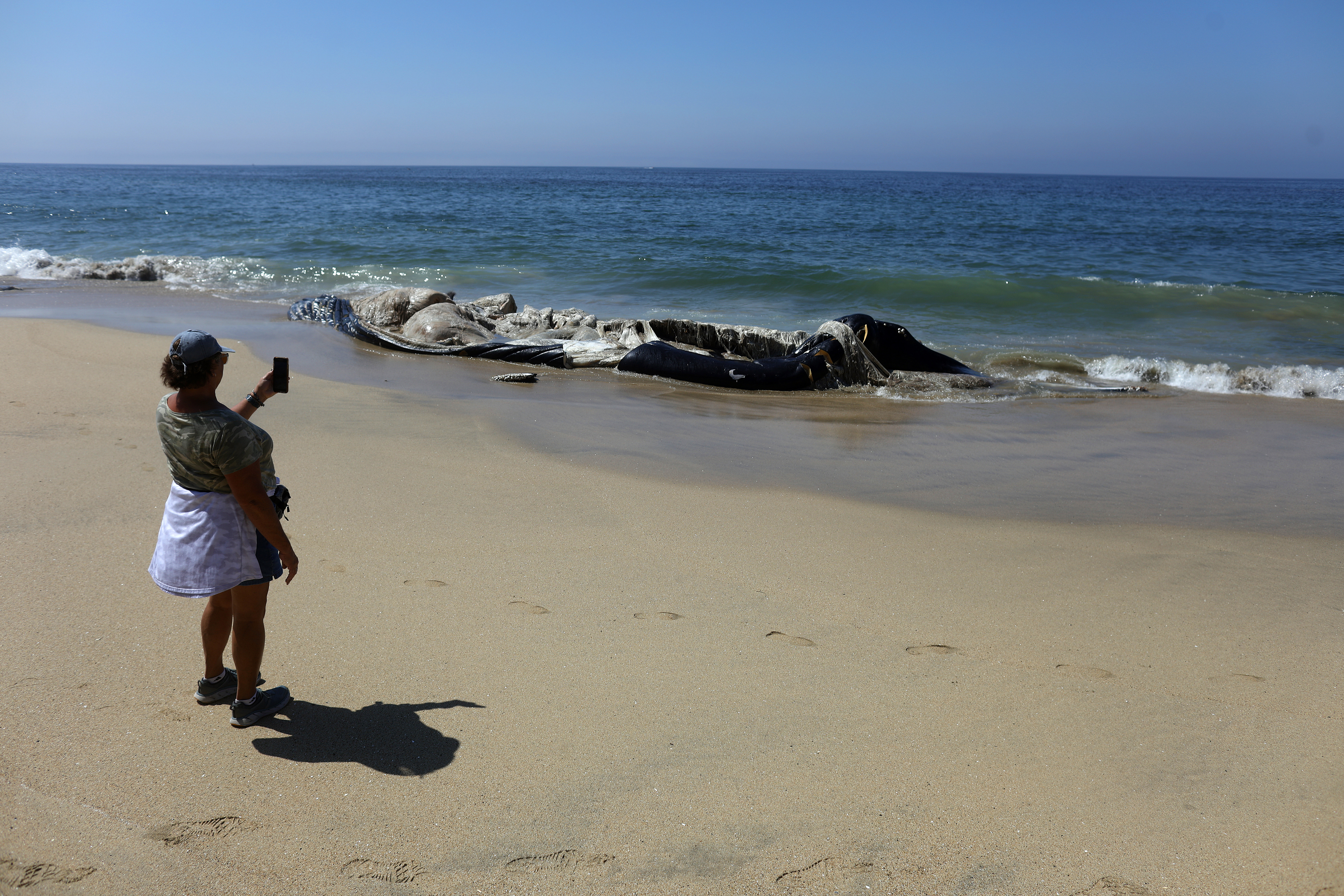 A visitor photographs the carcass of the humpback whale Fran at Manhattan Beach
