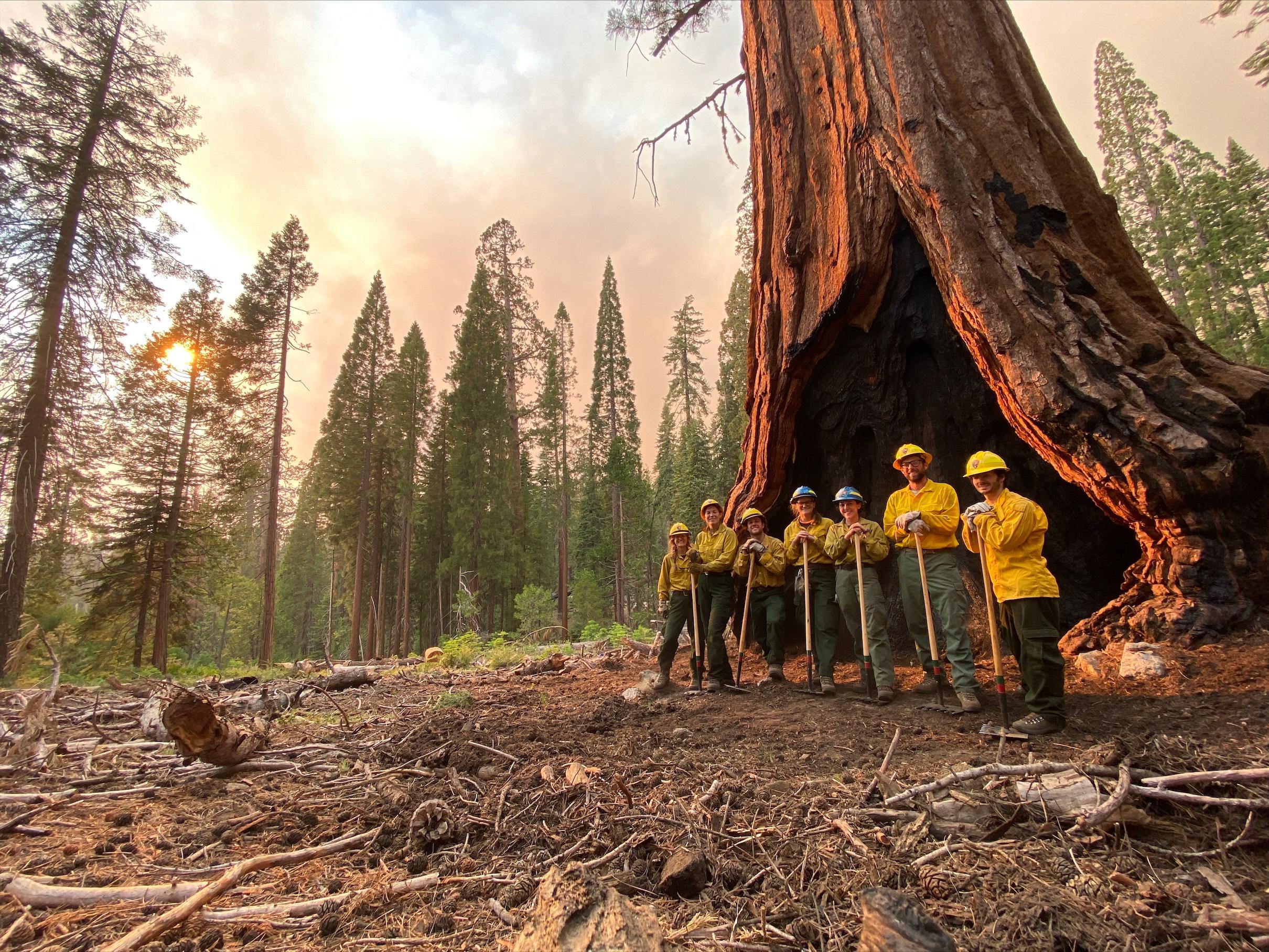 Fire crews worked for weeks to clear fire lines and remove brush from the base of the giant sequoia trees at Mariposa Grove in Yosemite National Park during the Washburn Fire. None of the giant sequoias, shown here in the first few days after the fire began on July 7, 2022, died in the fire. (Photo: Sarah Platt, National Park Service)