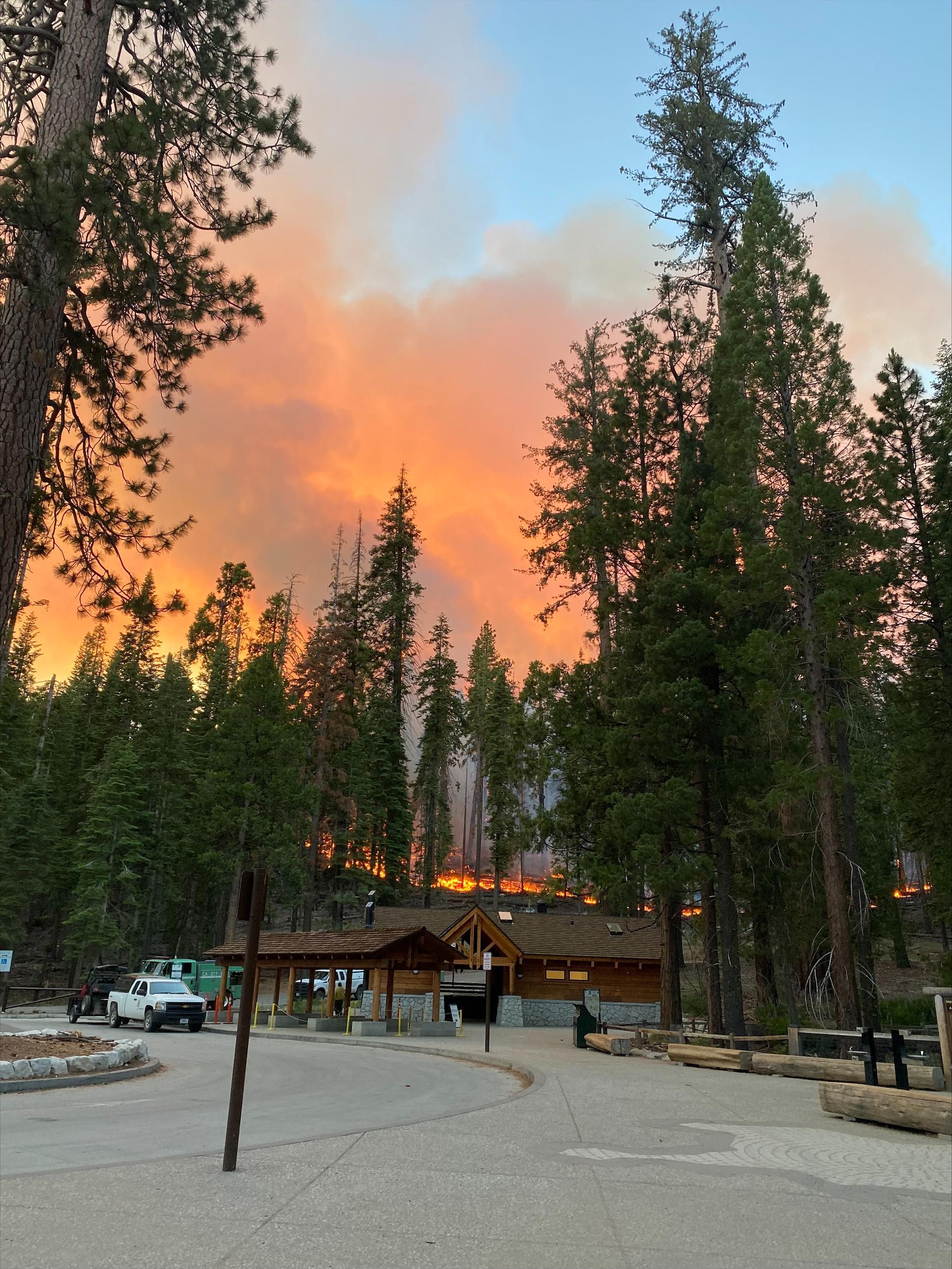 Mariposa Grove in Yosemite National Park, shown here shortly after the Washburn Fire began July 7, 2022, suffered only minor damage. No facilities burned and no giant sequoias died. (Source: National Park Service)