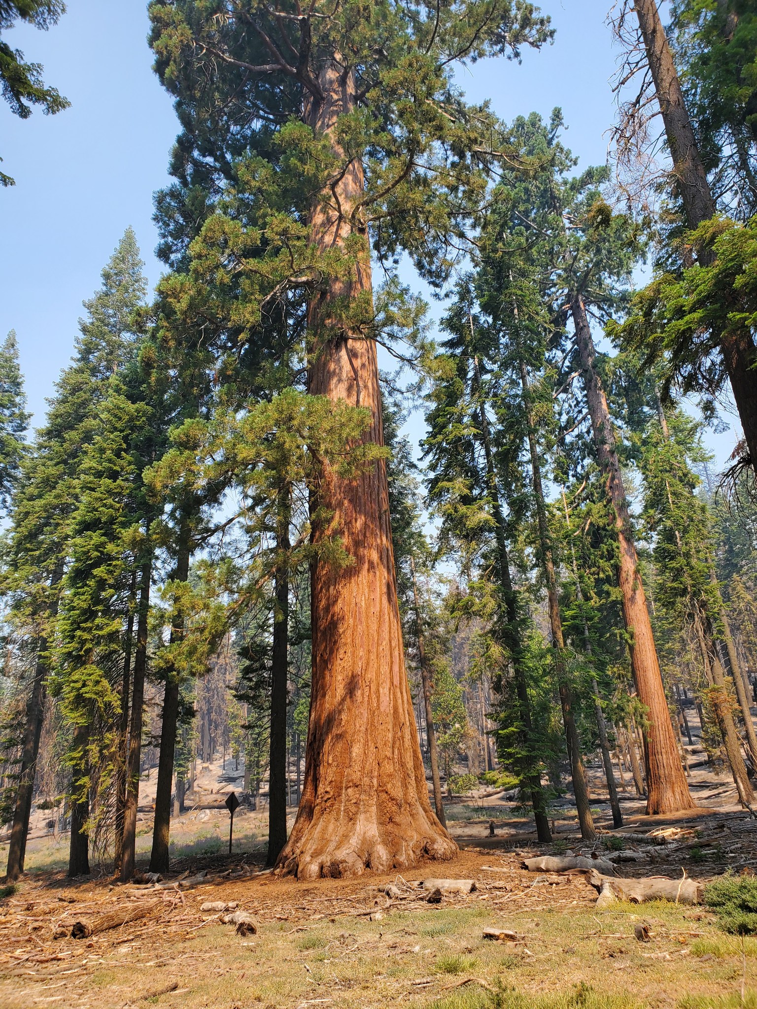 Giant sequoias at the Mariposa Grove in Yosemite National Park on Aug. 1, 2022. (Source: National Park Service)