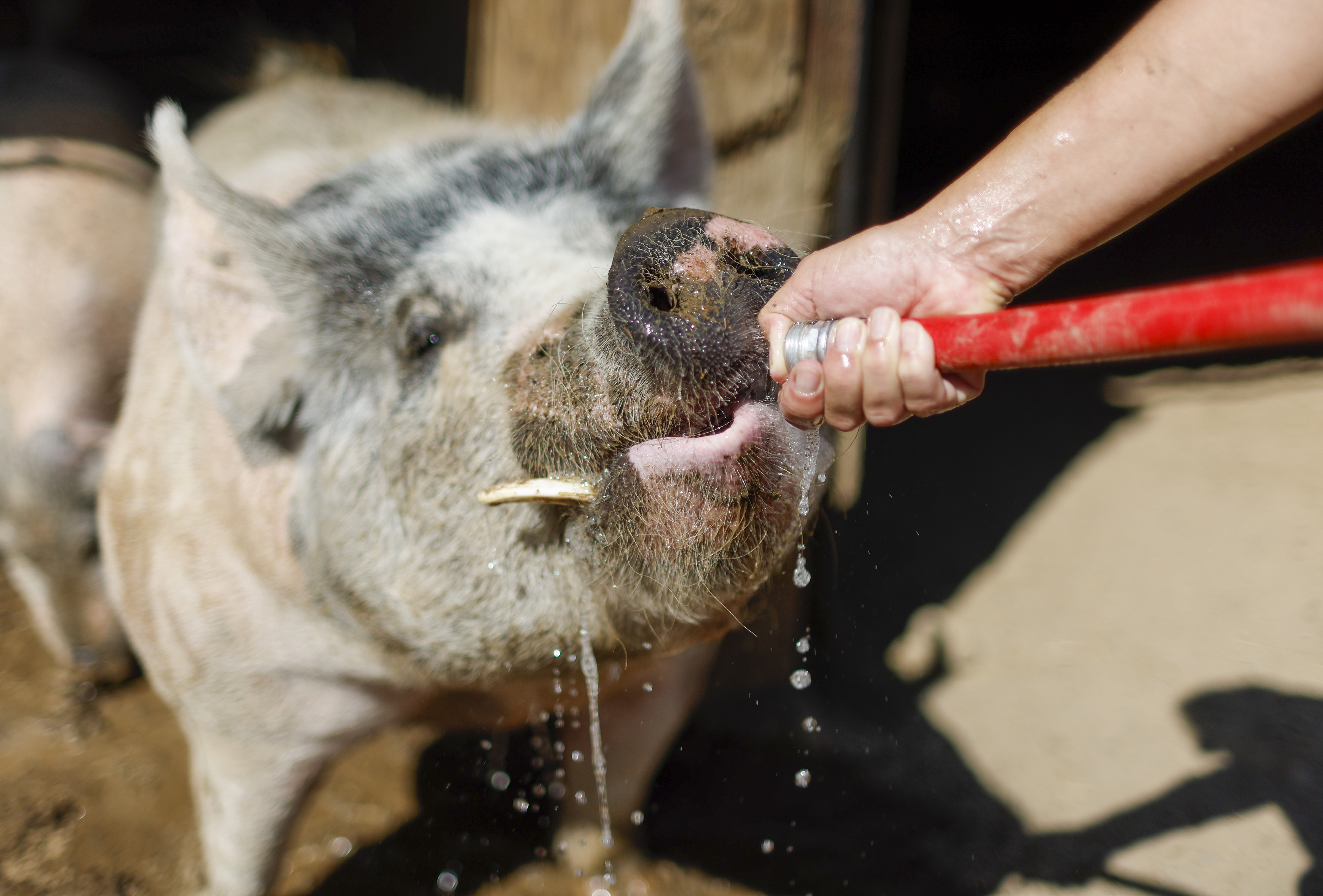 MORGAN HILL, CALIFORNIA - SEPTEMBER 06: Sheila Murphy, founder of Alma Bonita Animal Rescue, cools off Weeneeham with water at the farm in Morgan Hill, Calif., on Tuesday, Sept. 6, 2022. She said her outdoor thermometer read 116 degrees. (Nhat V. Meyer/Bay Area News Group)