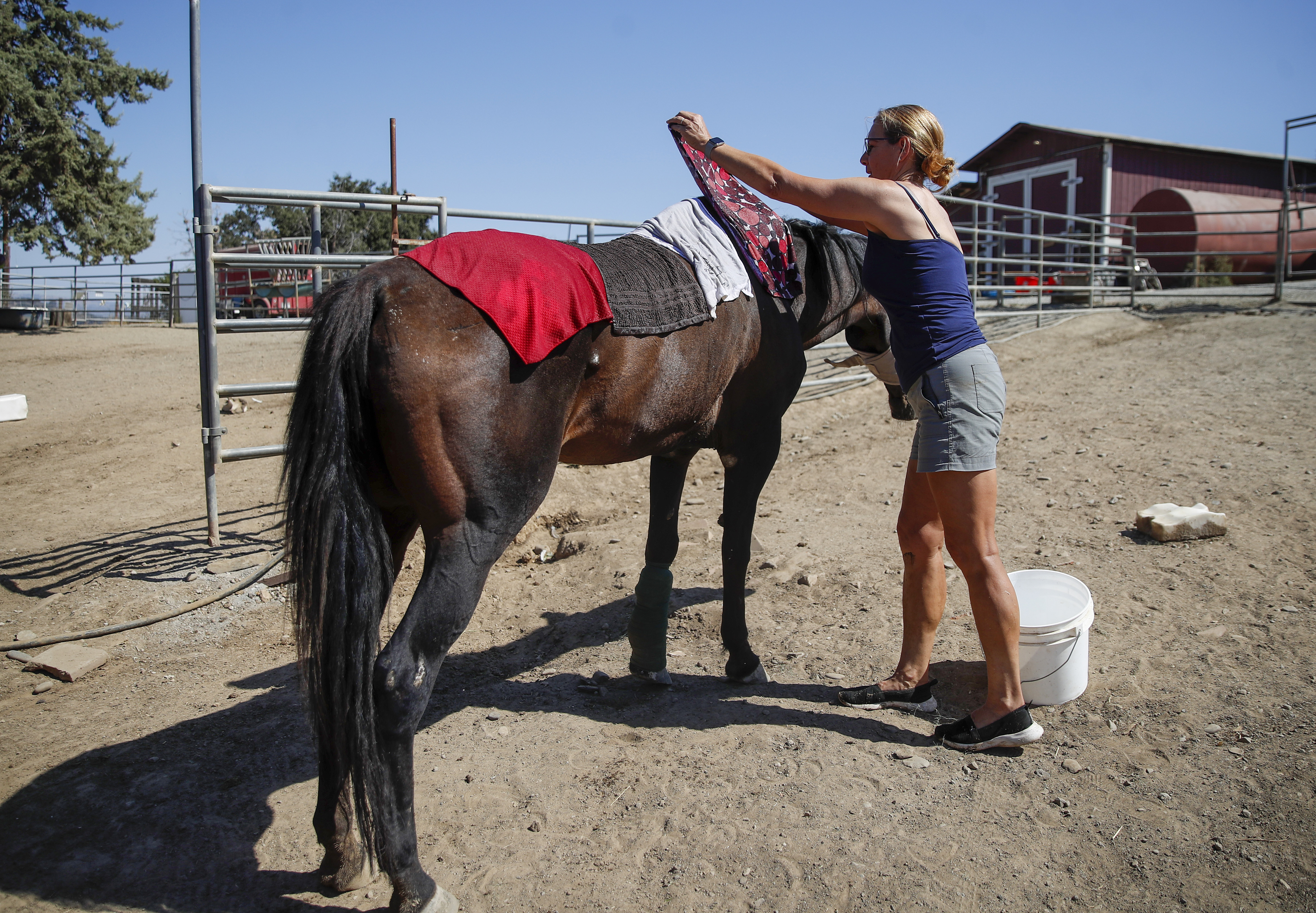 MORGAN HILL, CALIFORNIA - SEPTEMBER 06: Sheila Murphy, founder of Alma Bonita Animal Rescue, places cold towels on a 31-year-old rescue horse named Star at the farm in Morgan Hill, Calif., on Tuesday, Sept. 6, 2022. She said her outdoor thermometer read 116 degrees. (Nhat V. Meyer/Bay Area News Group)