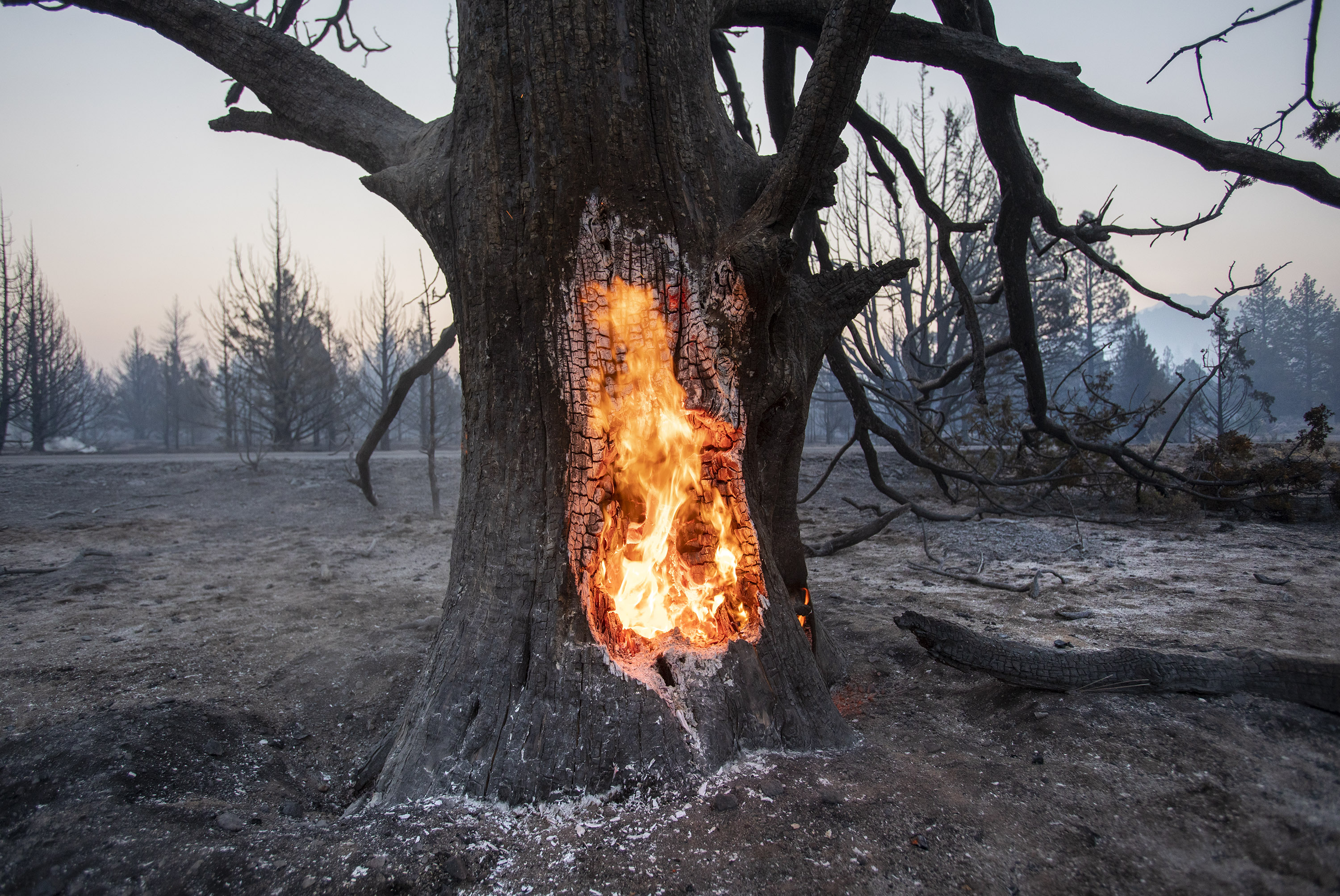 WEED, CALIFORNIA - SEPTEMBER 3: A tree continues to burn Saturday morning, Sept. 3, 2022, near Lake Shastina in Weed, Calif., after the Mill Fire raced through the area burning nearly 4000 acres. (Karl Mondon/Bay Area News Group)
