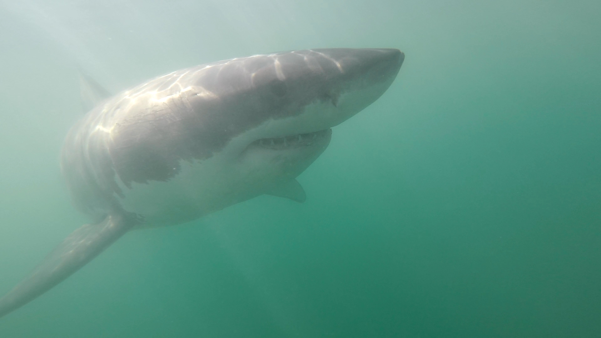 A great white shark swims between Seacliff State Beach and New Brighton State Beach in Santa Cruz County in September 2021. (Photo by Eric Mailander)