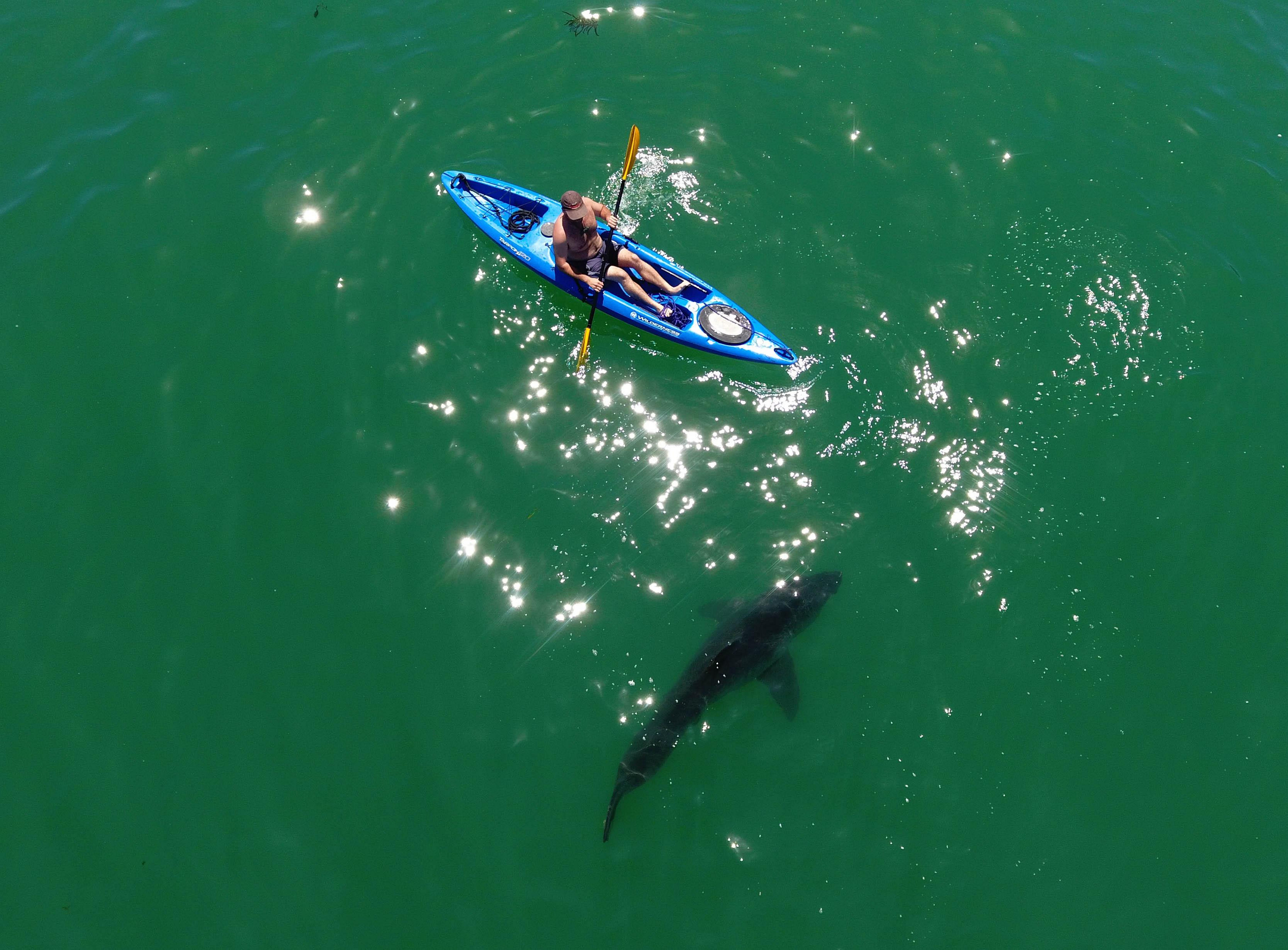 White sharks and humans have been coming into close contact in the zone north and south of the Cement Ship in Aptos the past five years. A proliferation of kayakers, boaters and paddle boarders, trying to get close enough for a glimpse in a zone that has been dubbed Shark Park.(Photo by Eric Mailander)