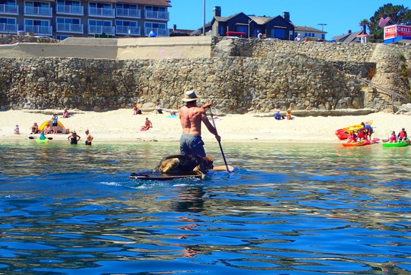 In a photo taken by a kayaker on Aug. 10, 2022 at Lovers Point, David Stickler furiously paddles back to shore, with his dog Brutus cowering on the back, after a great white shark bit down on his board and threw him and Brutus into the ocean. (Photo by Joe D.)