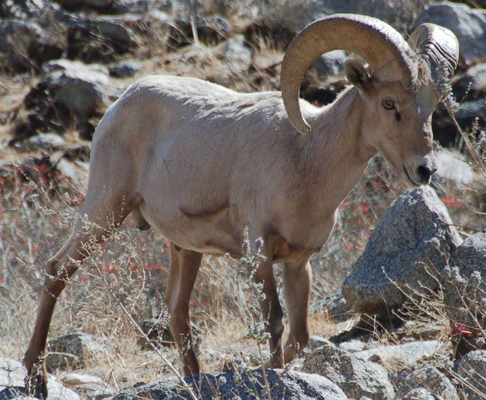 The Avi Kwa Ame National Monument is home to big horn sheep and other wildlife. 