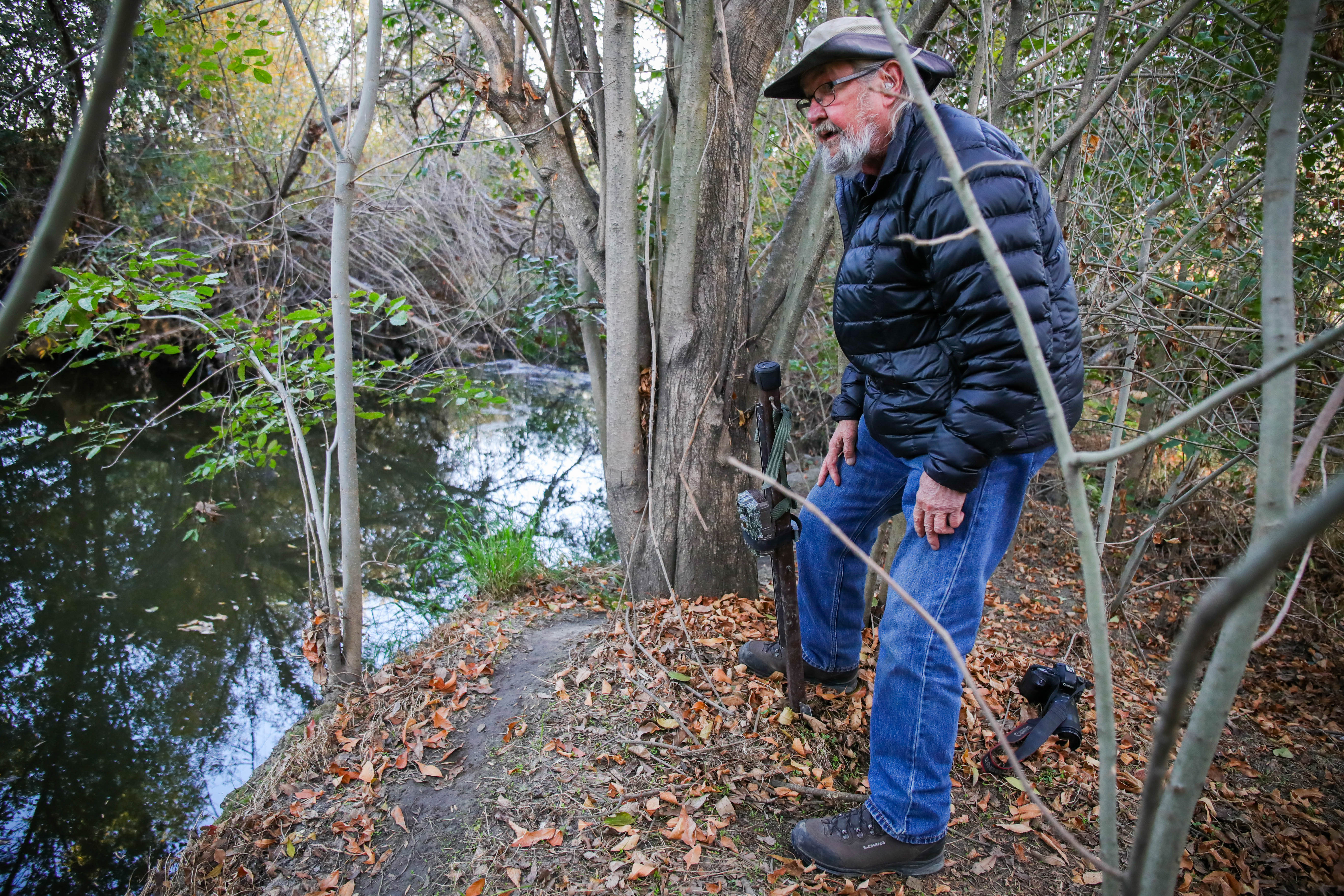 PALO ALTO, CALIFORNIA - NOVEMBER 22: Urban Wildlife Research Project co-founder and president Bill Leikam stands behind one of his trail cameras which has captured images of beavers and other wildlife animals in Matadero Creek in Palo Alto, Calif., on Tuesday, Nov. 22, 2022. (Ray Chavez/Bay Area News Group)