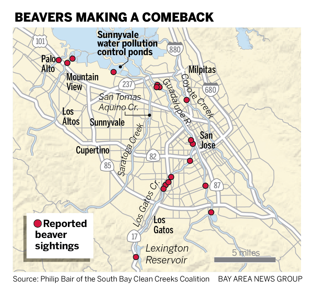 A map showing the locations of some reported beaver sightings in Santa Clara County.