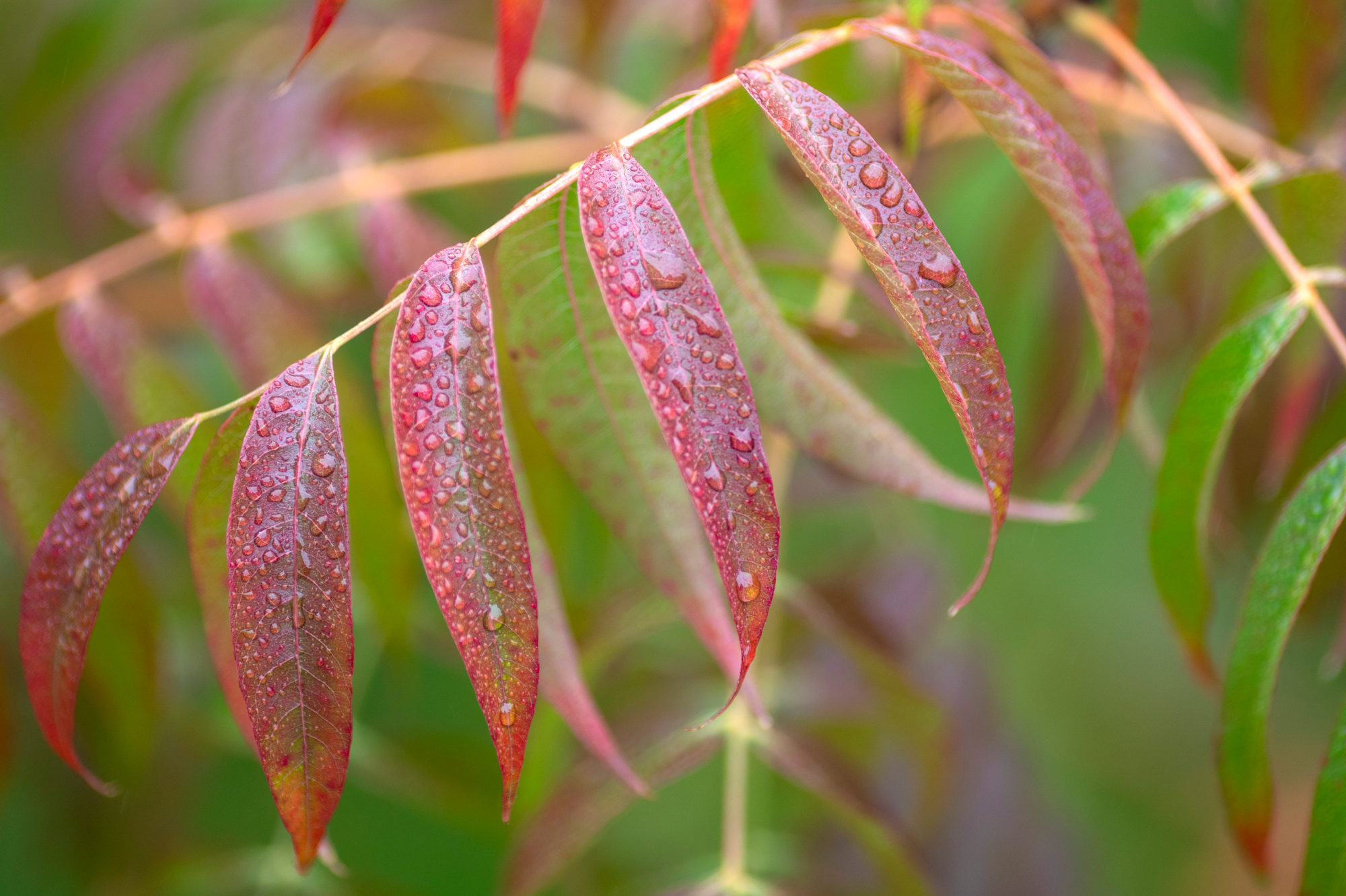Droplets form on leaves following a morning rain in Walnut Creek, Calif., on Tuesday, Nov. 1, 2022. Much of the Bay Area will receive rain from a cold front forecasted for the west coast, according to the National Weather Service. (Anda Chu/Bay Area News Group)