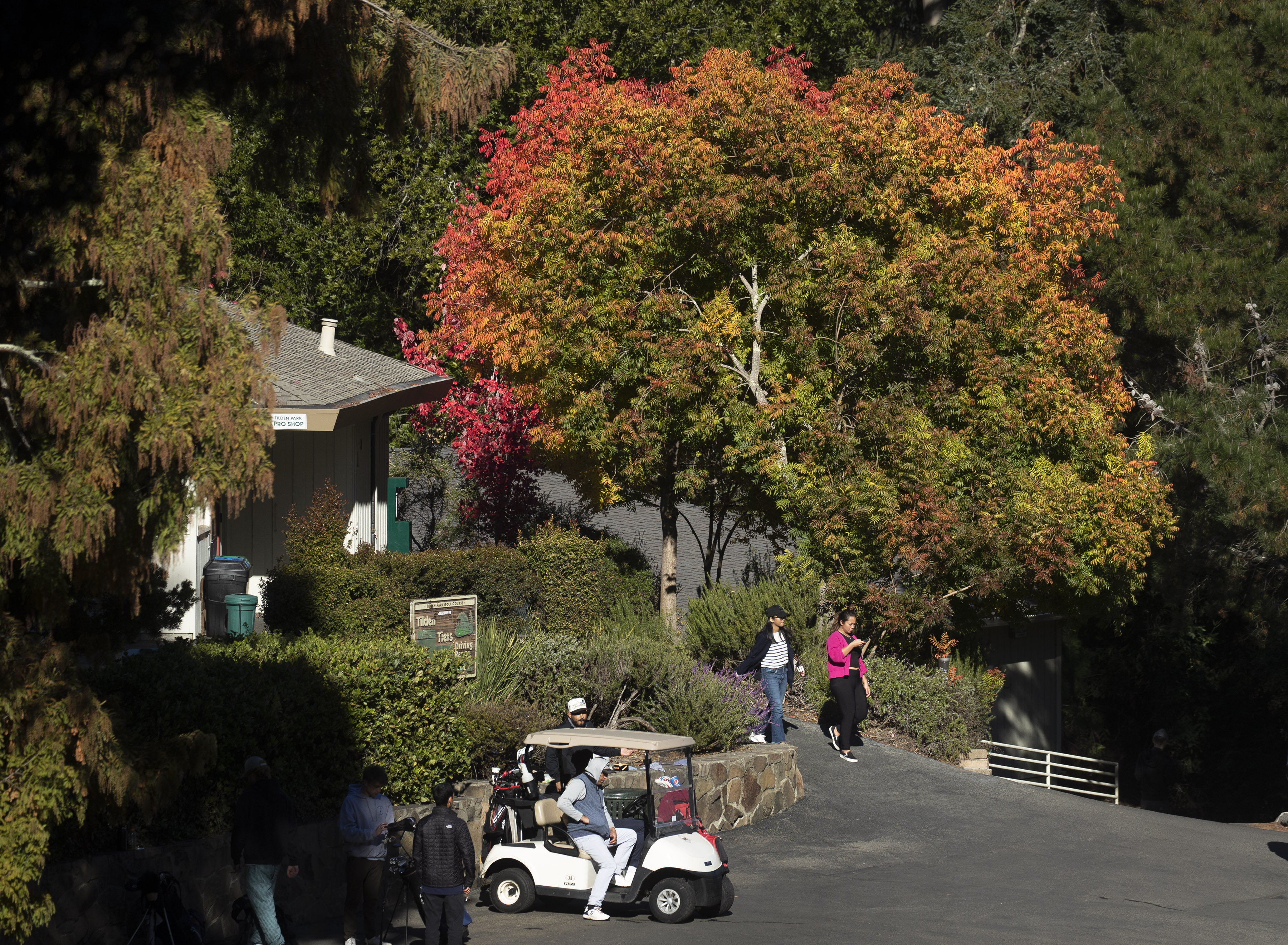 BERKELEY, CALIFORNIA - NOVEMBER 16: Golfers leave the clubhouse at Tilden Park Golf Course, past a tree transforming into autumnal glory, Wednesday, Nov. 16, 2022, in Berkeley, Calif. (Karl Mondon/Bay Area News Group)