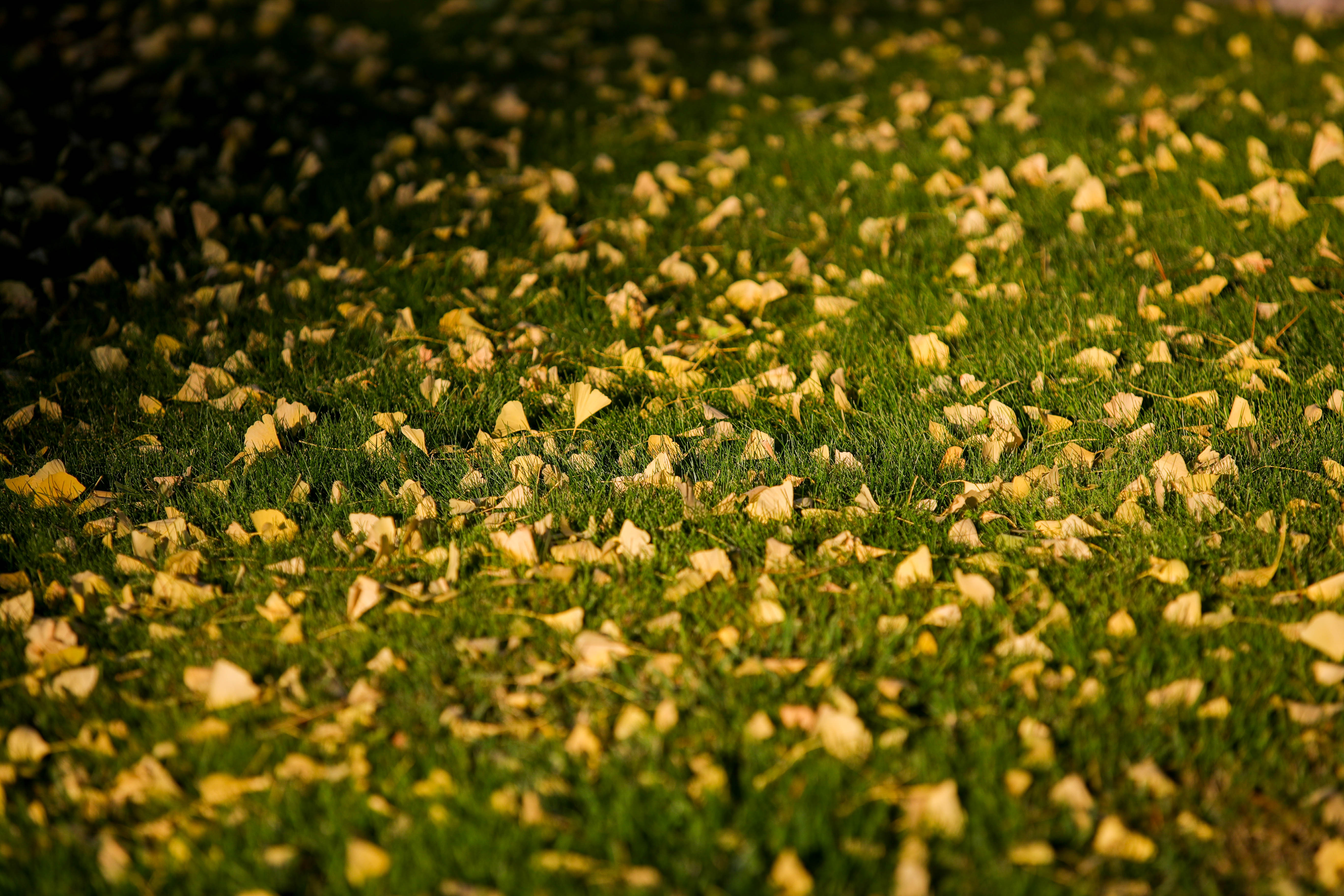 ALAMEDA, CALIFORNIA - NOVEMBER 15: Fall golden foliage rest in a lawn in Alameda, Calif., on Tuesday, Nov. 15, 2022. (Ray Chavez/Bay Area News Group)