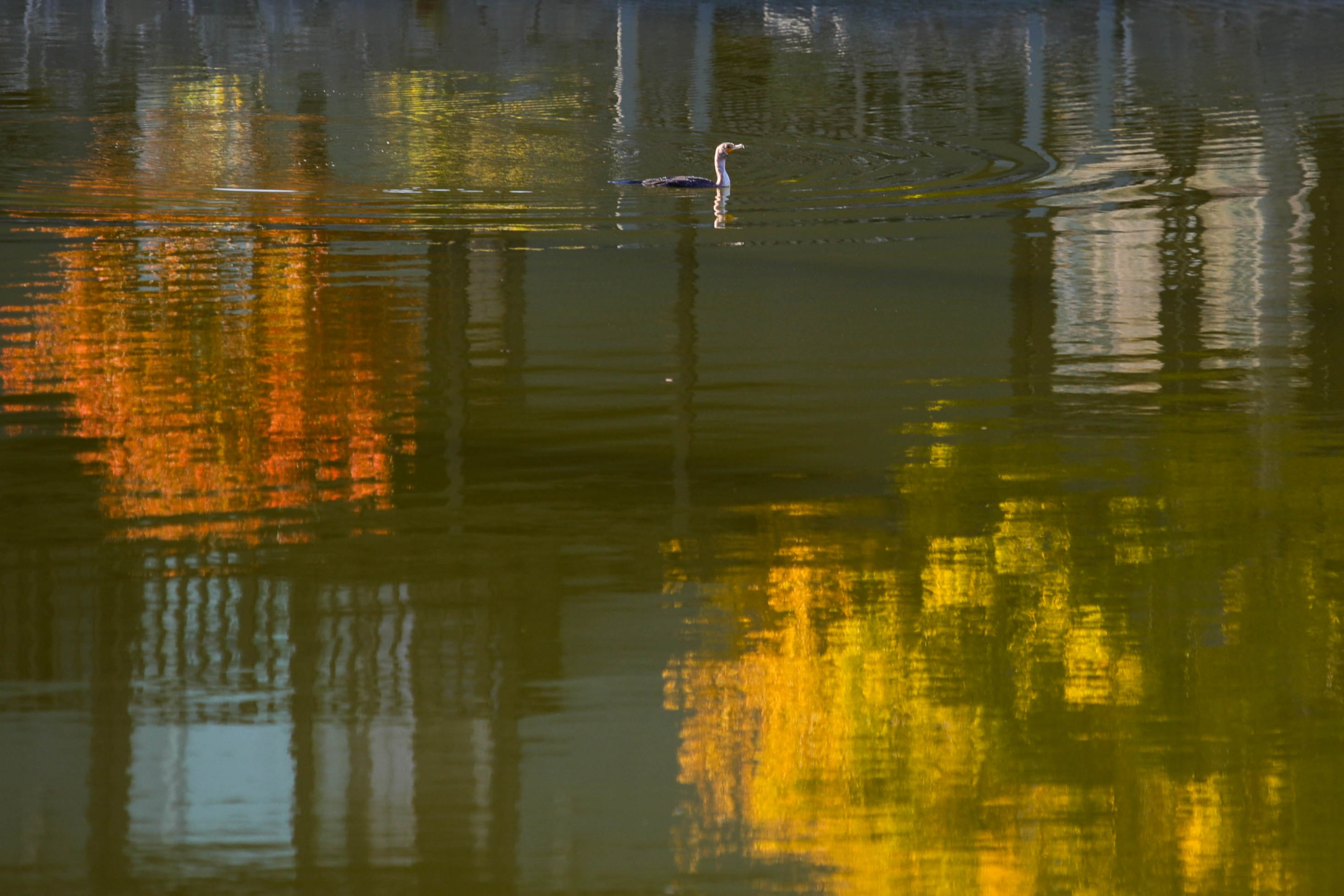 A bird floats past colors of autumn reflected in the lagoon next to Grand Street in Alameda, Calif., on Wednesday, Nov. 16, 2022.